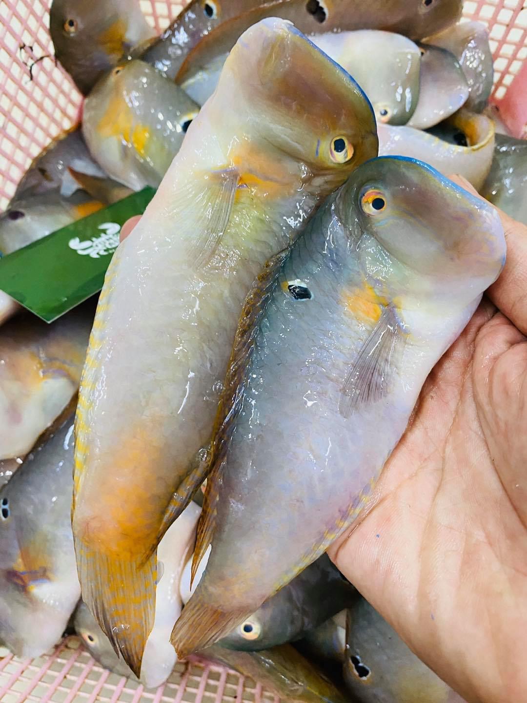 Cá lưỡi mèo tươi ngon