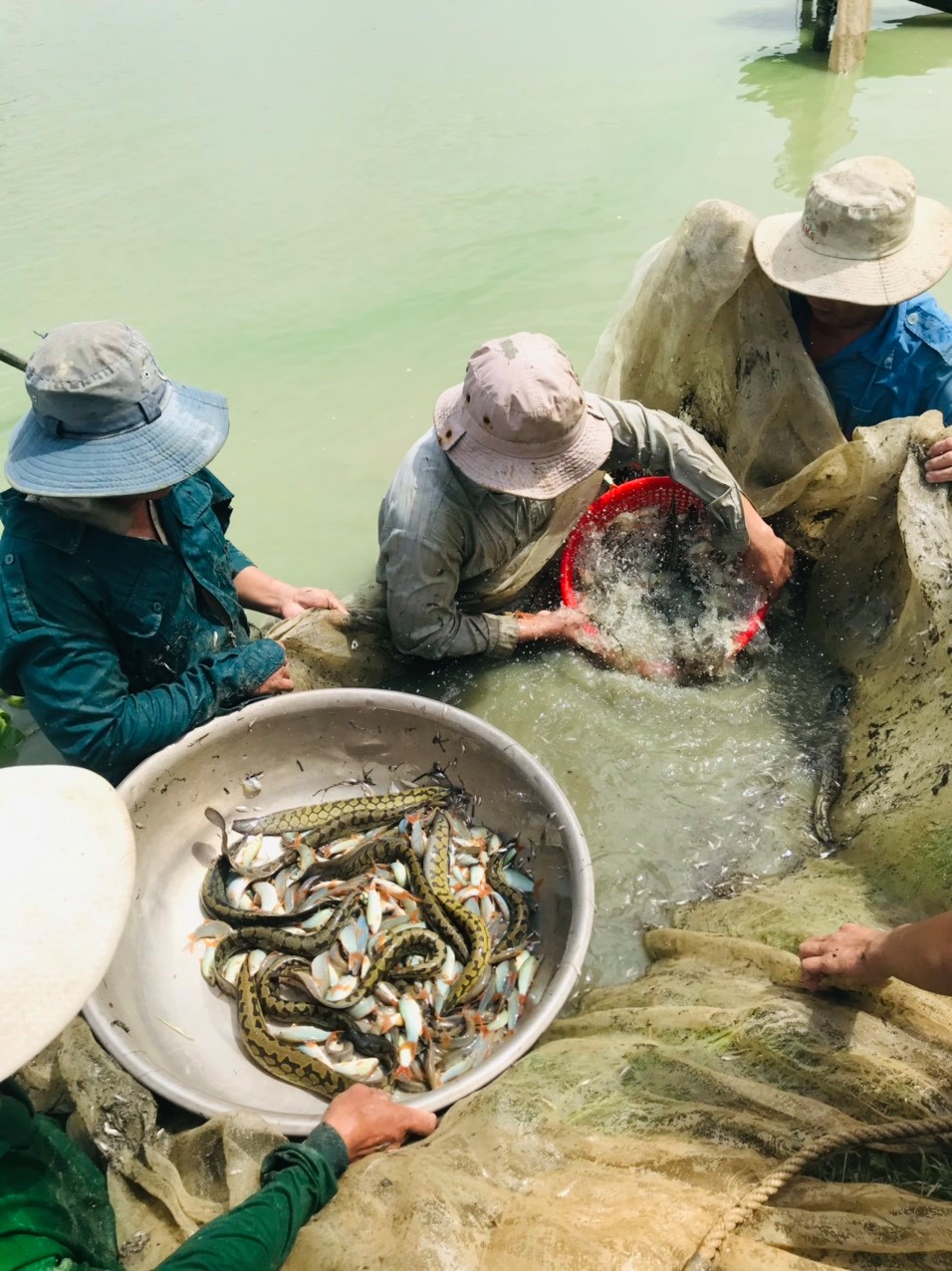 Cá chạch bông tươi