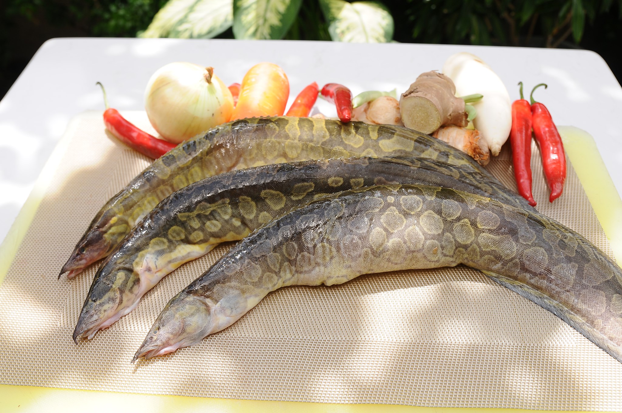 Cung cấp cá chạch bông tươi sống