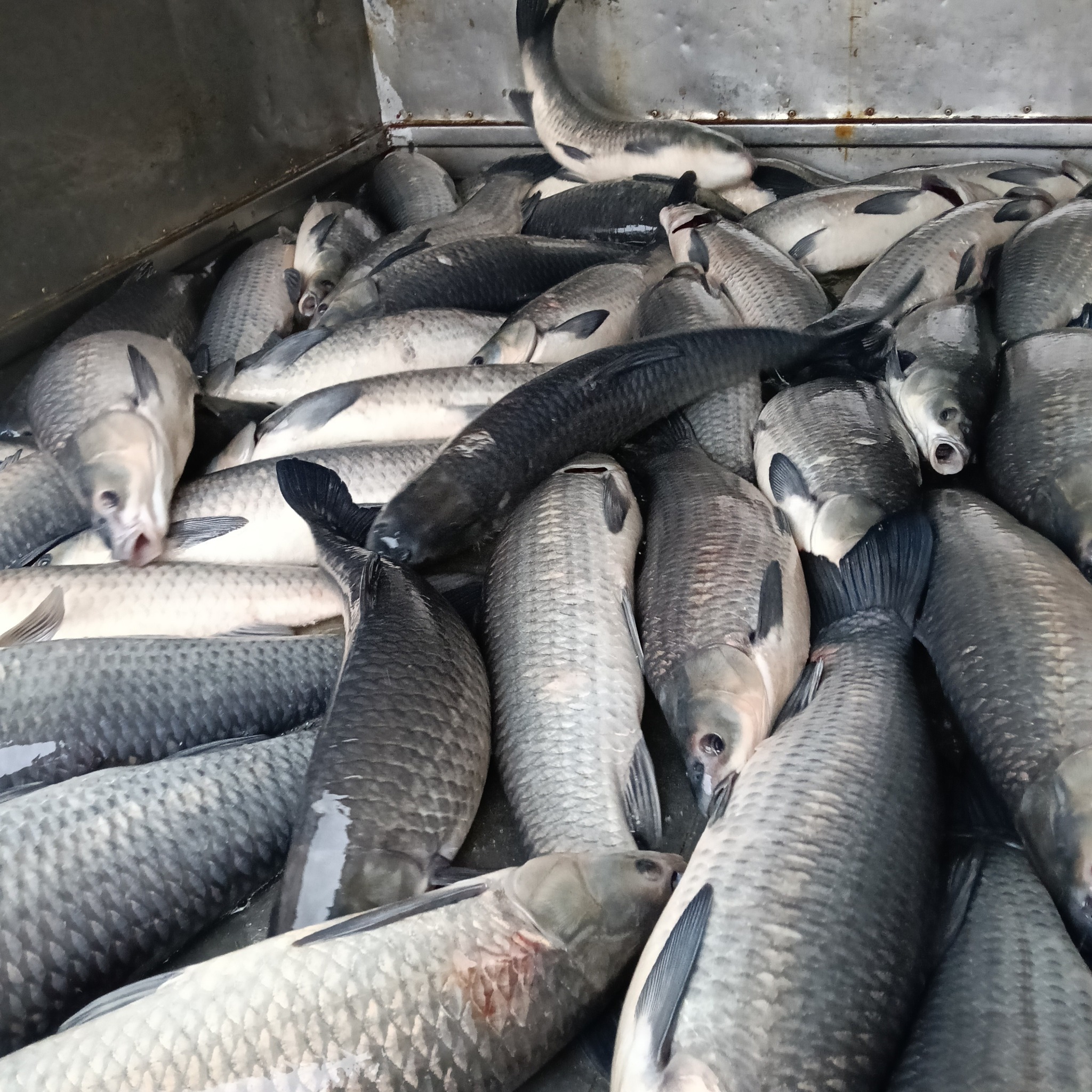 Giá cá trắm trắng hôm nay