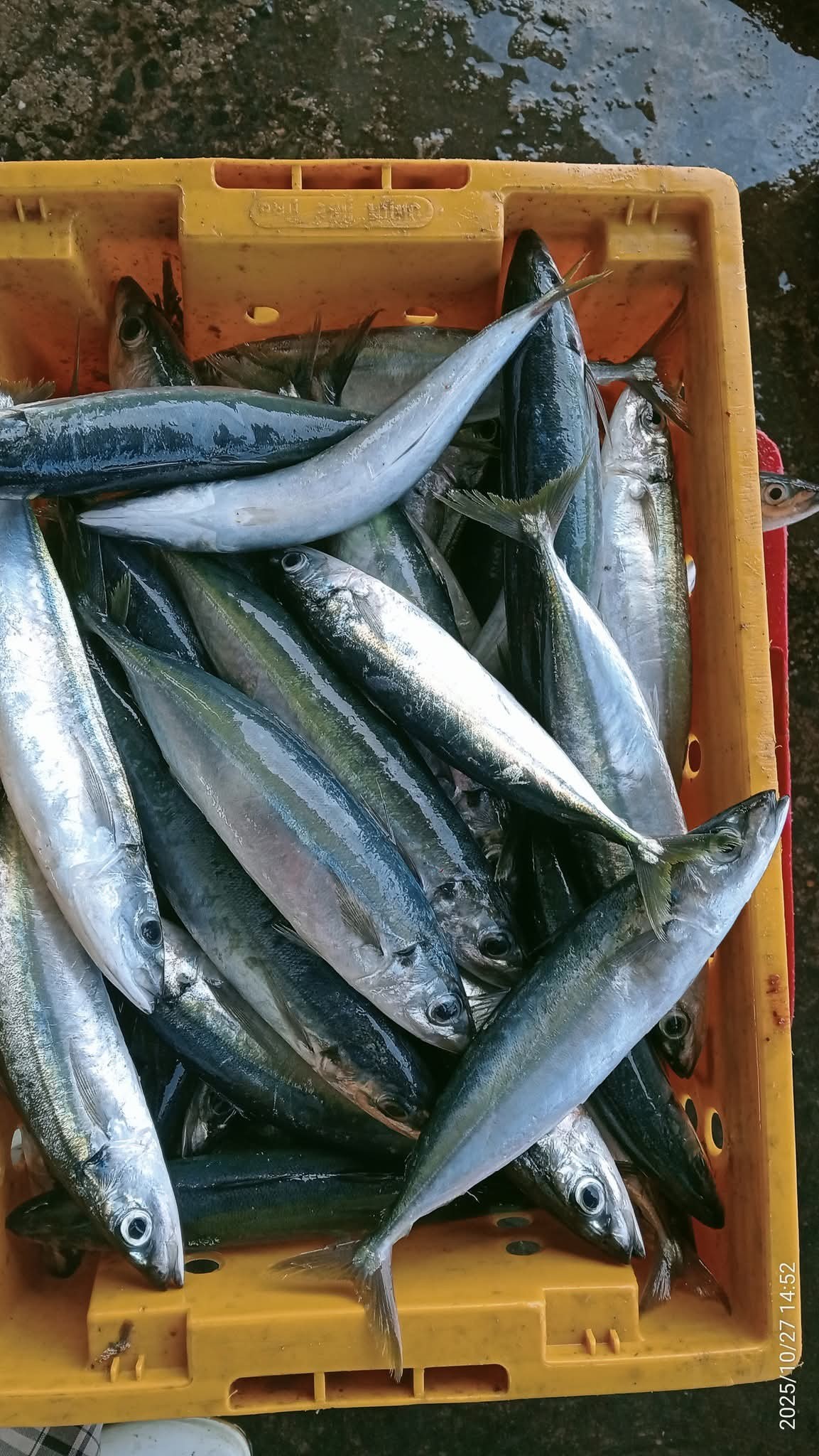 Cá nục tươi giá sỉ