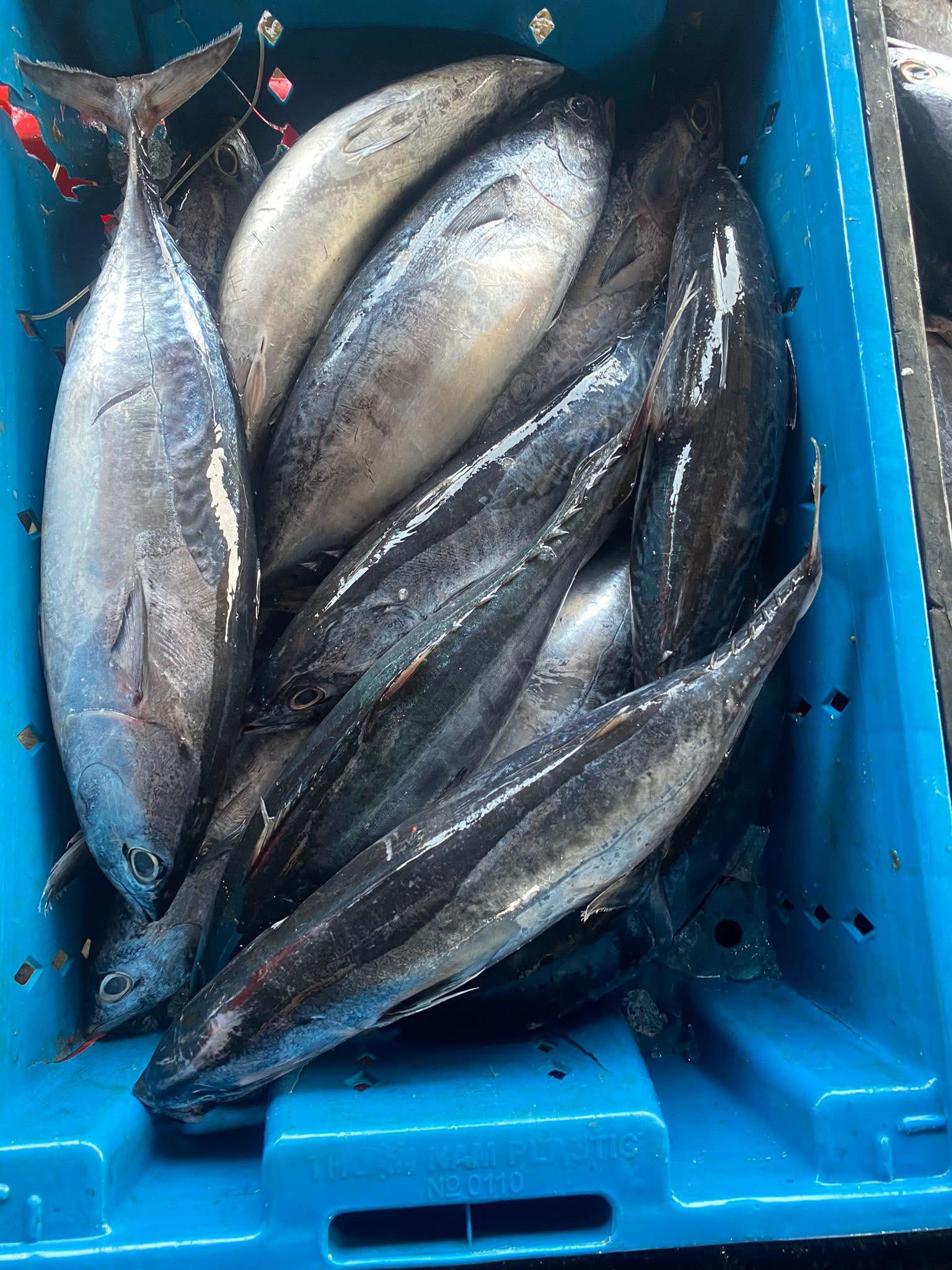 Cá ngừ tươi nguyên con giá sỉ