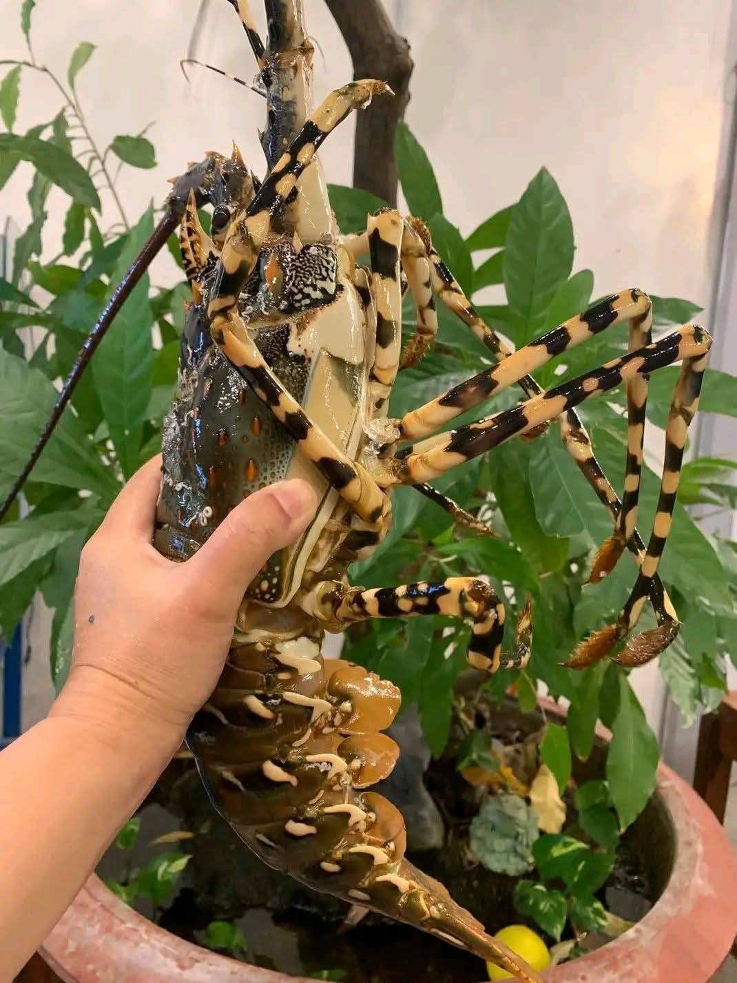 Tôm hùm tre giá sỉ