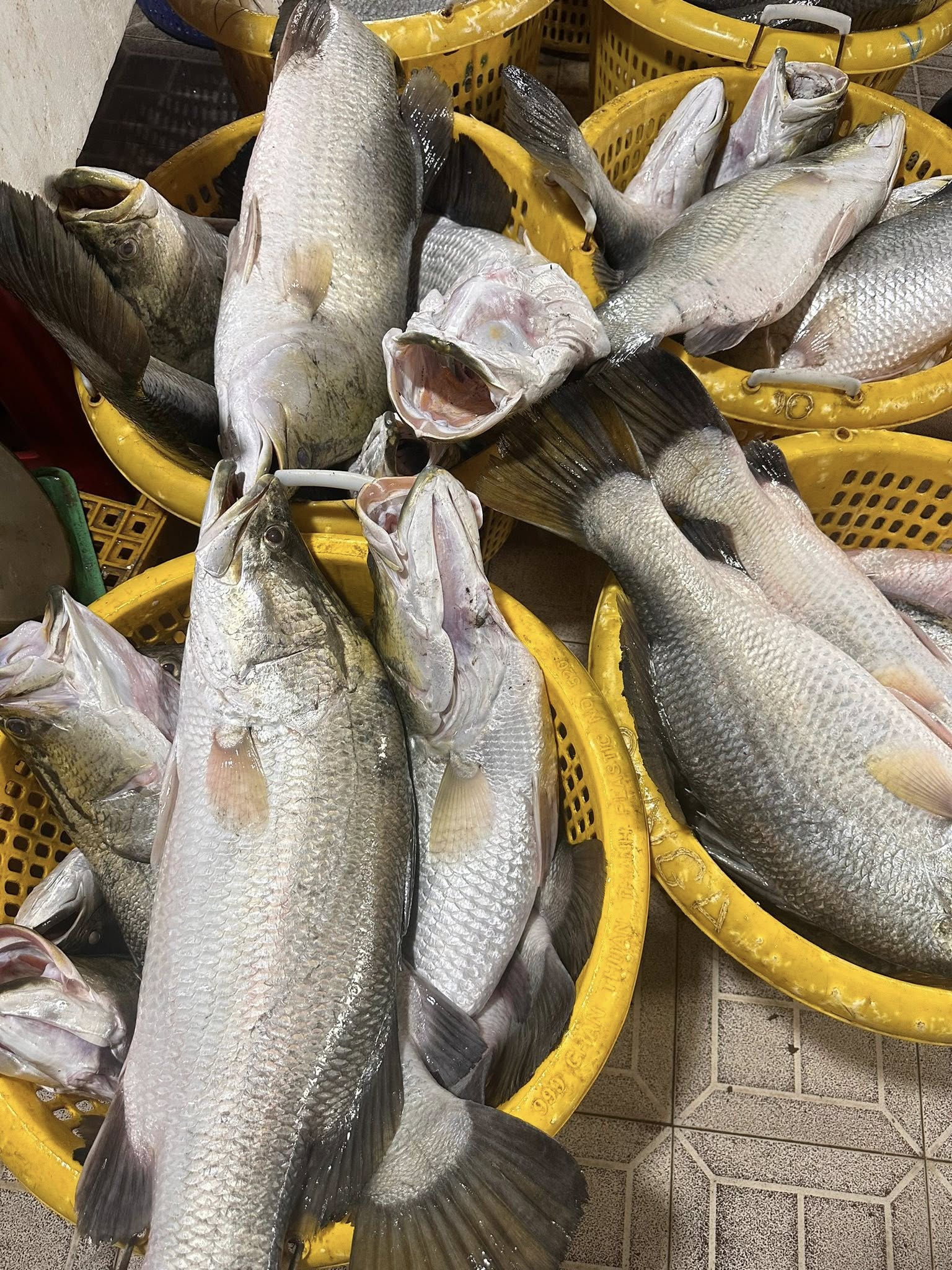 Cá chẽm tươi sống