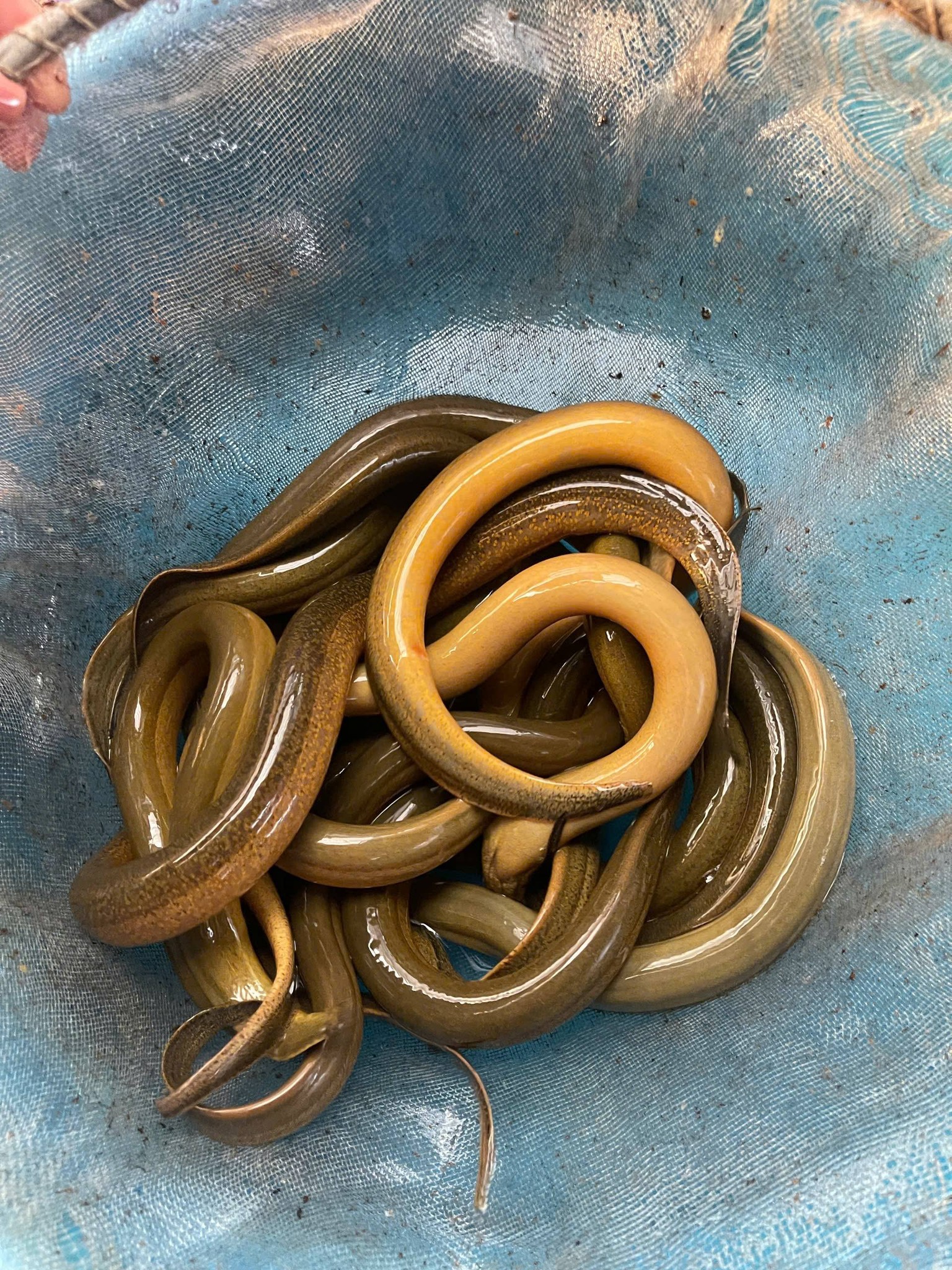 Vựa lươn tươi sống giá sỉ tại TP.HCM