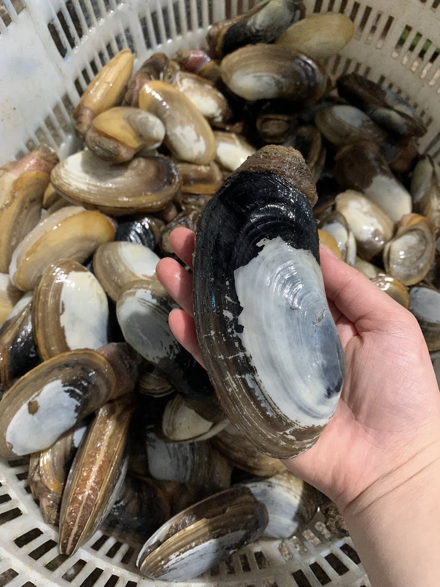 Tu hài sống giá sỉ tại TP.HCM