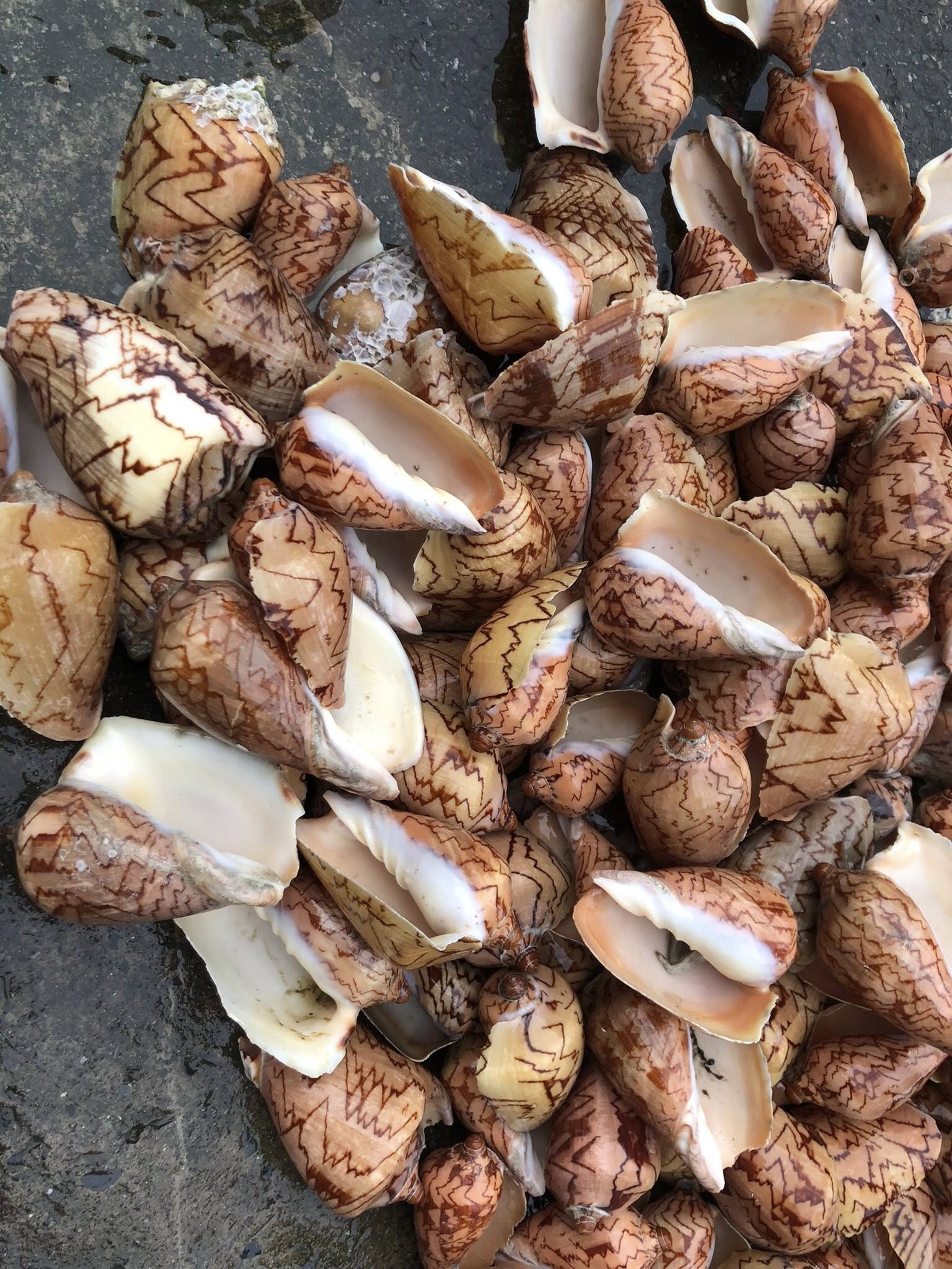 Ốc vôi thiên nhiên giá sỉ