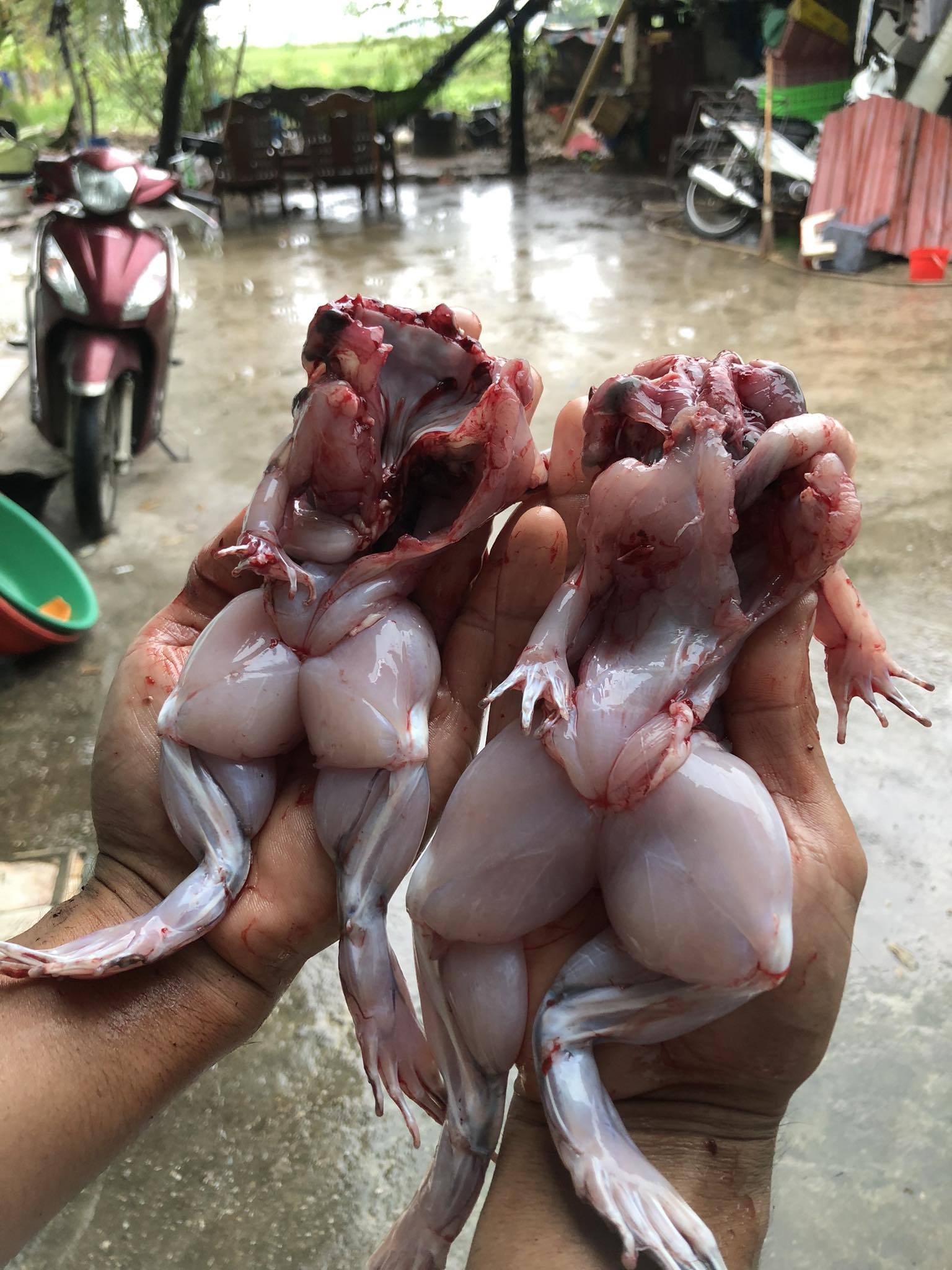 Ếch làm sạch giá sỉ