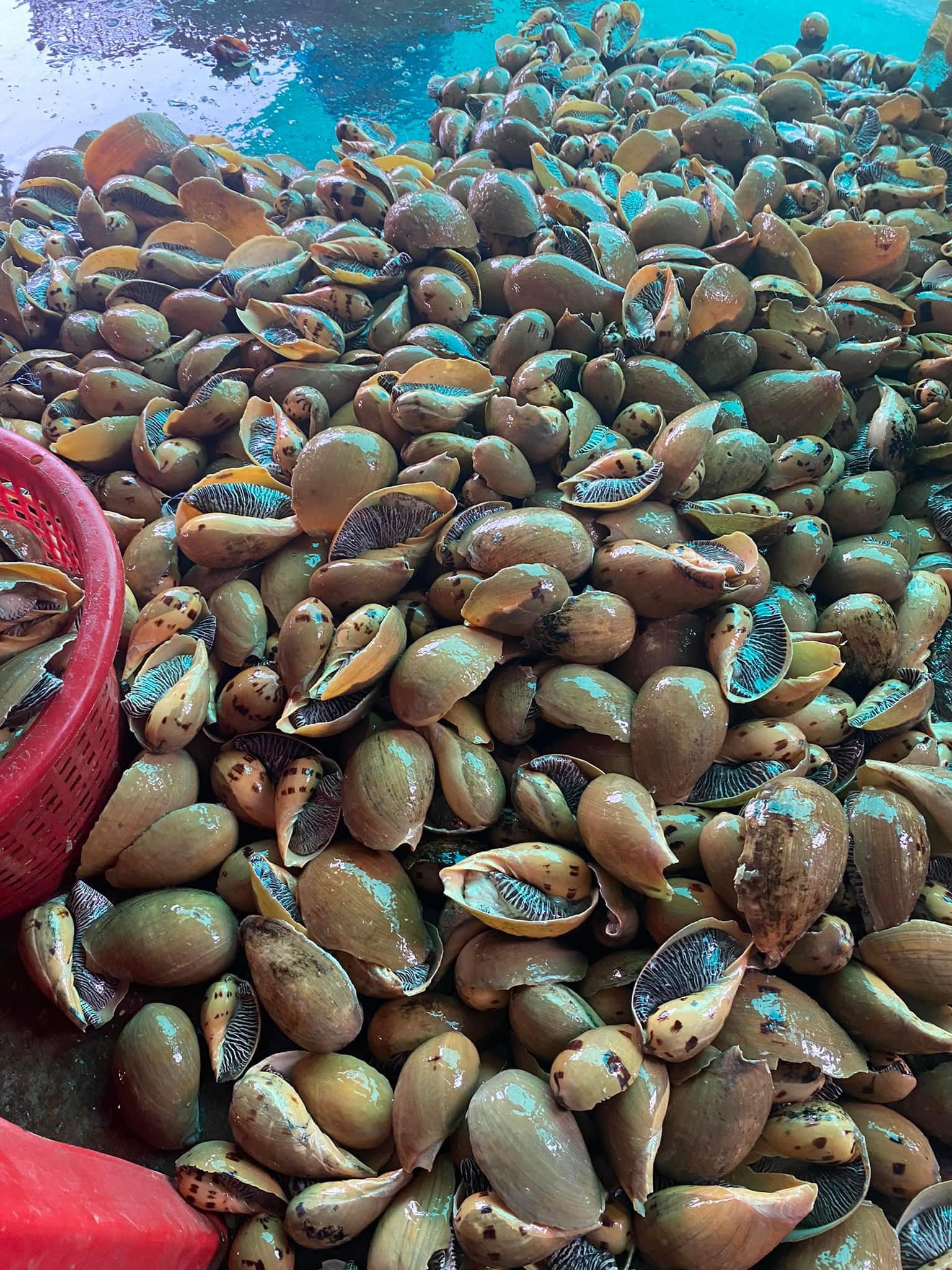 Ốc giác vàng sống giá sỉ