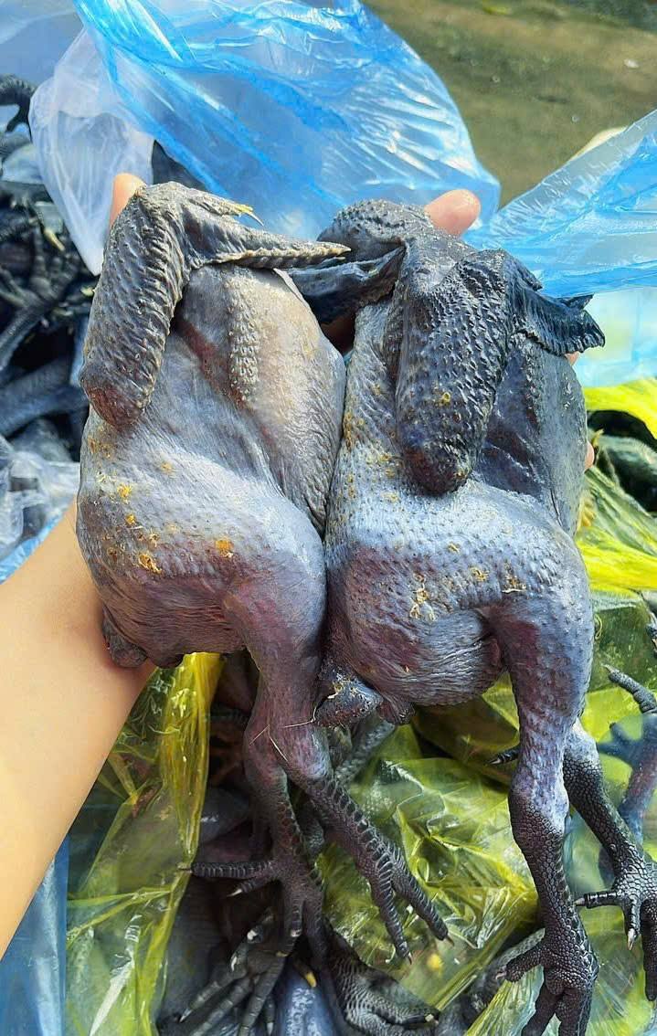 Gà ác tươi giá sỉ cho quán gà tiềm