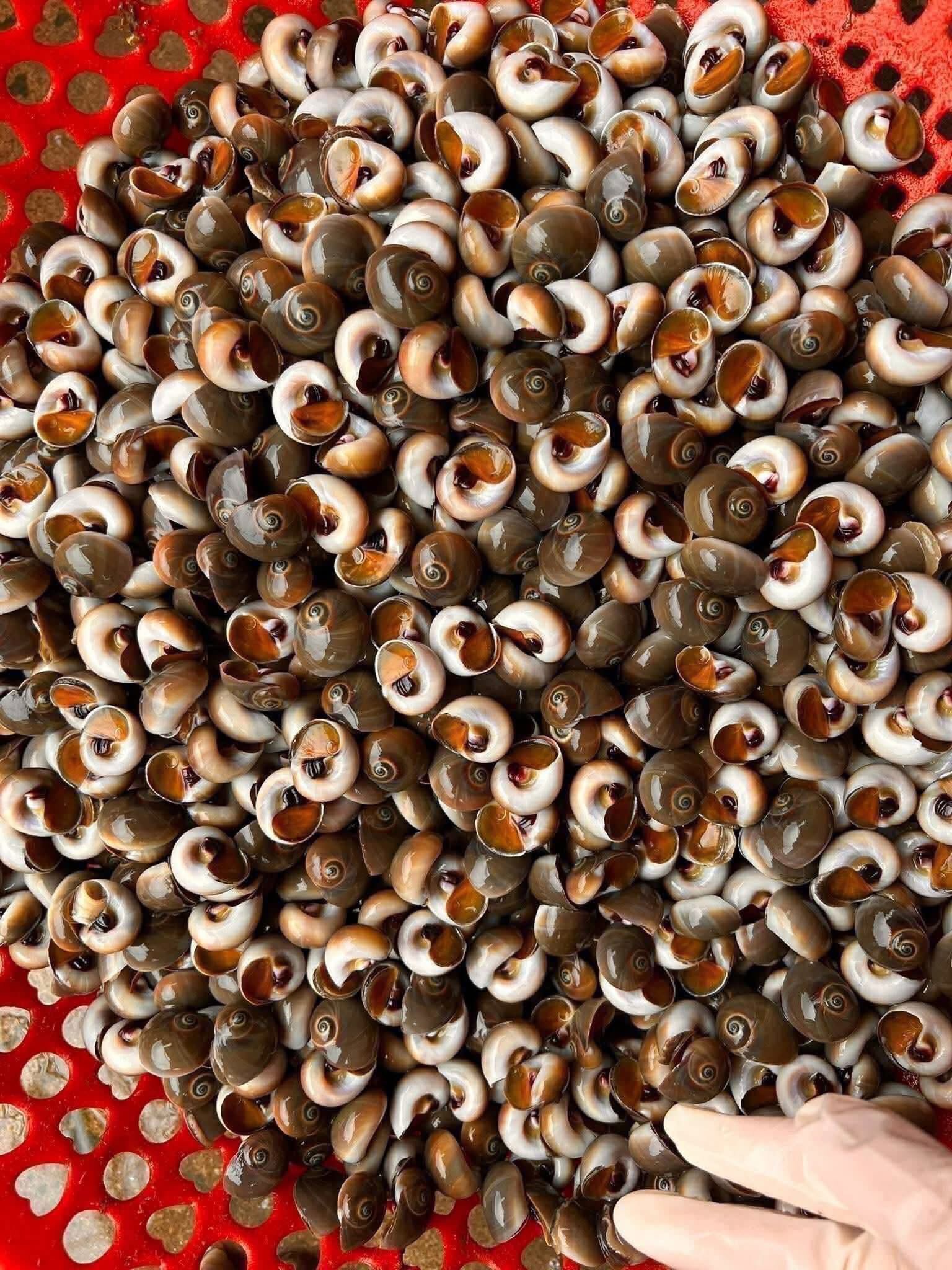 Ốc mỡ tươi sống size 30-40 con/kg