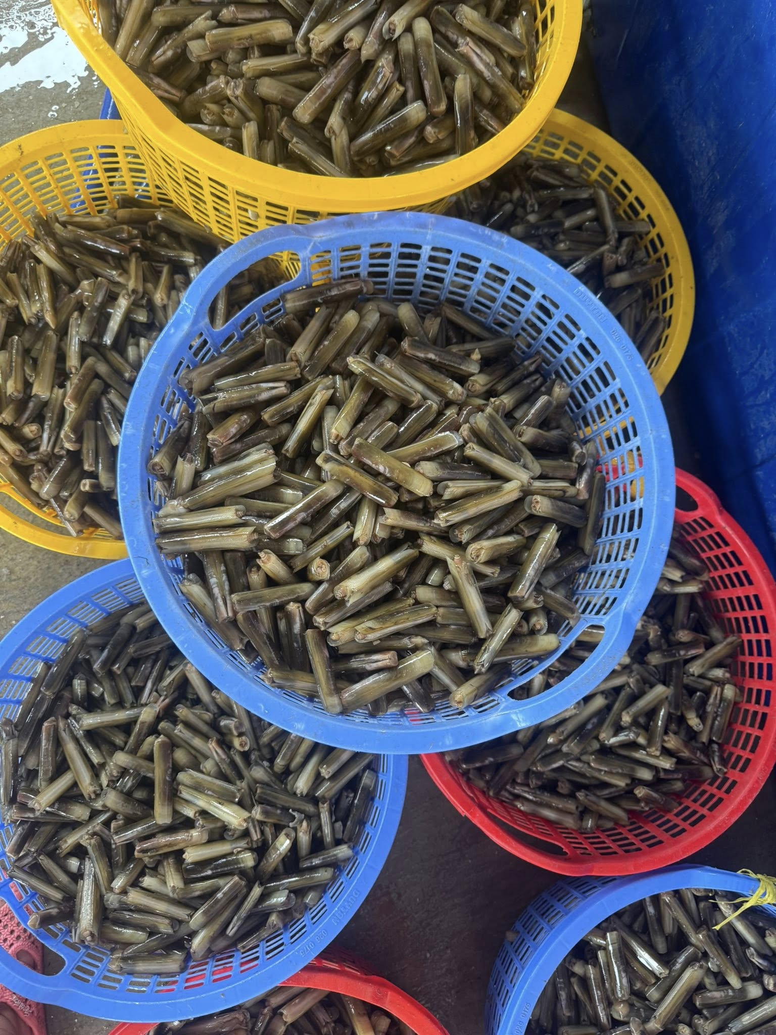 Ốc móng tay tươi sống giá sỉ