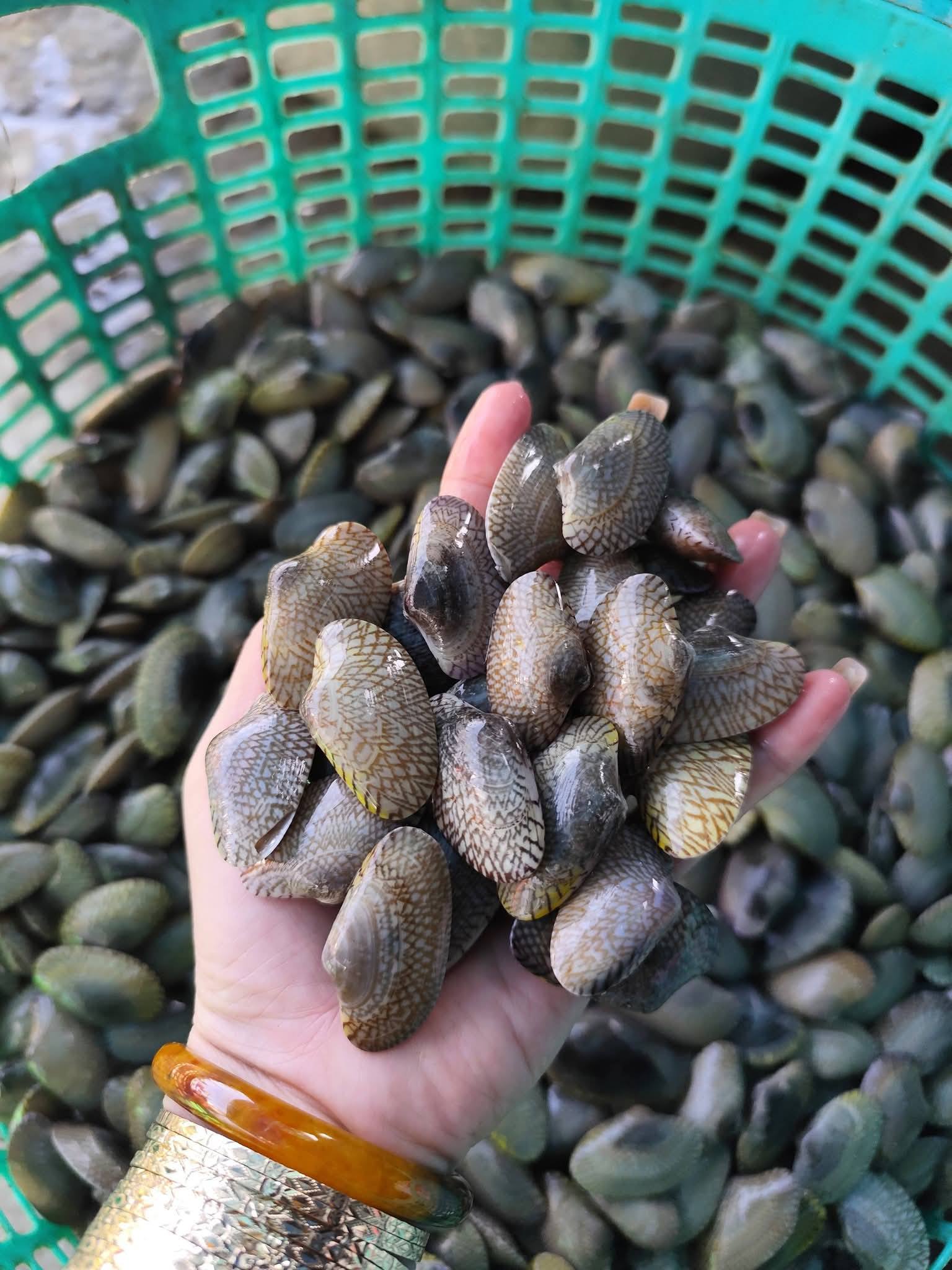 Ngao hoa sò lụa tươi sống giá sỉ