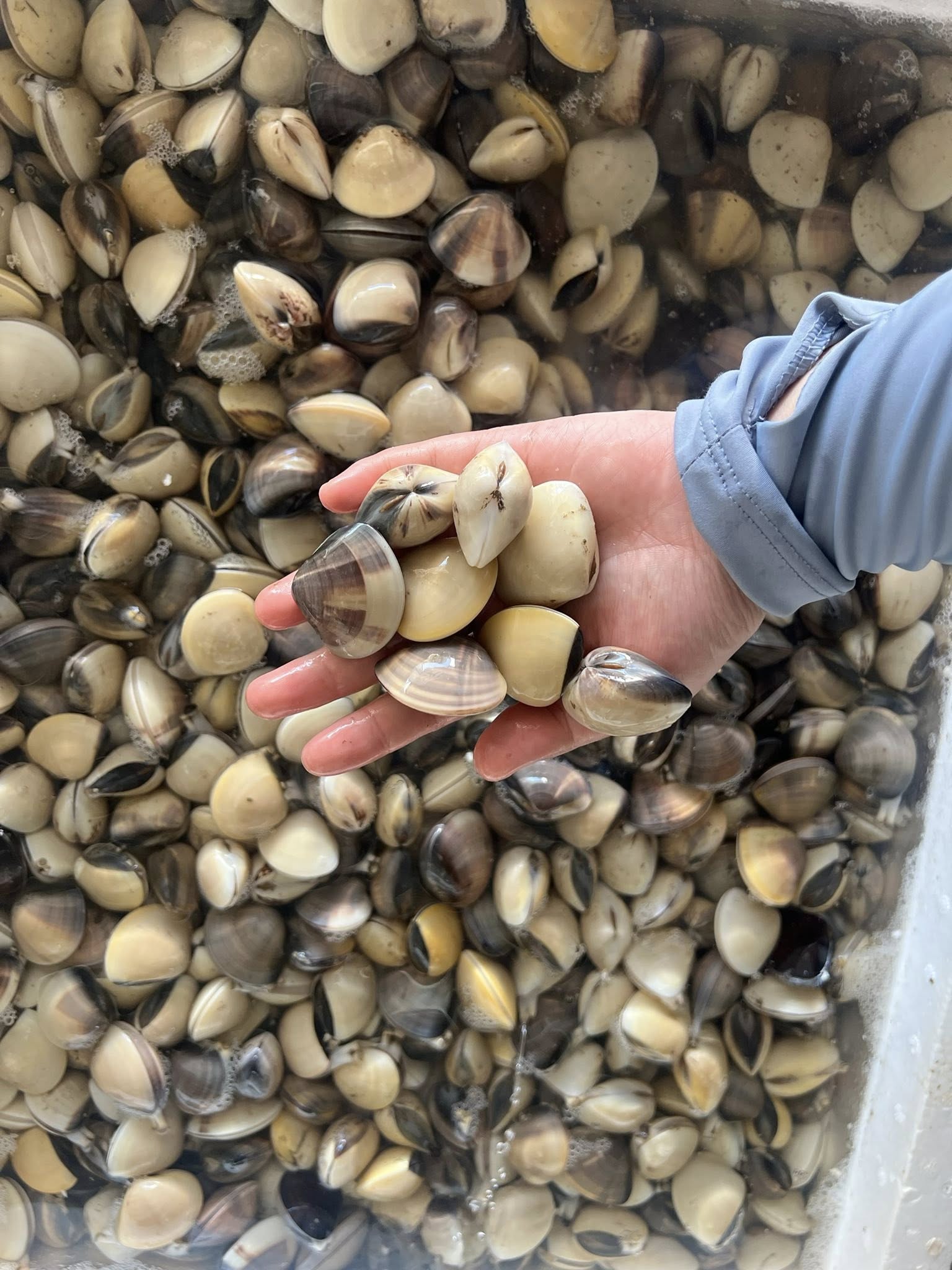 Nghêu biển tươi sống giá sỉ