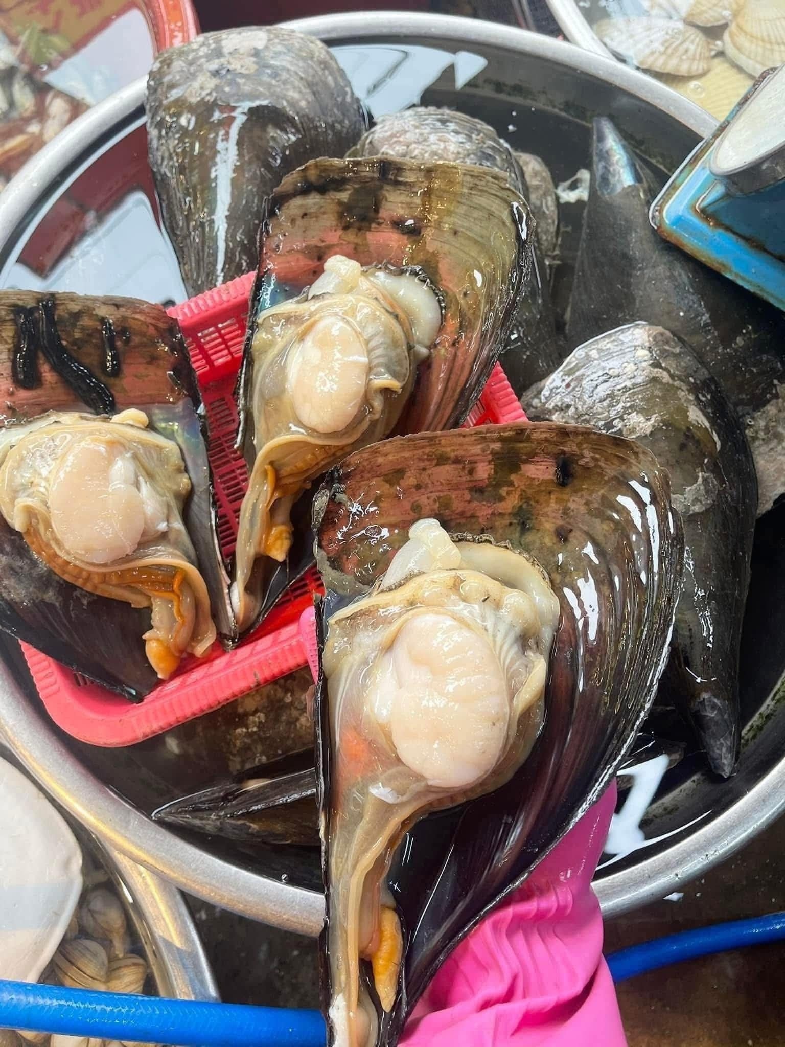 Sò mai tươi sống giá sỉ