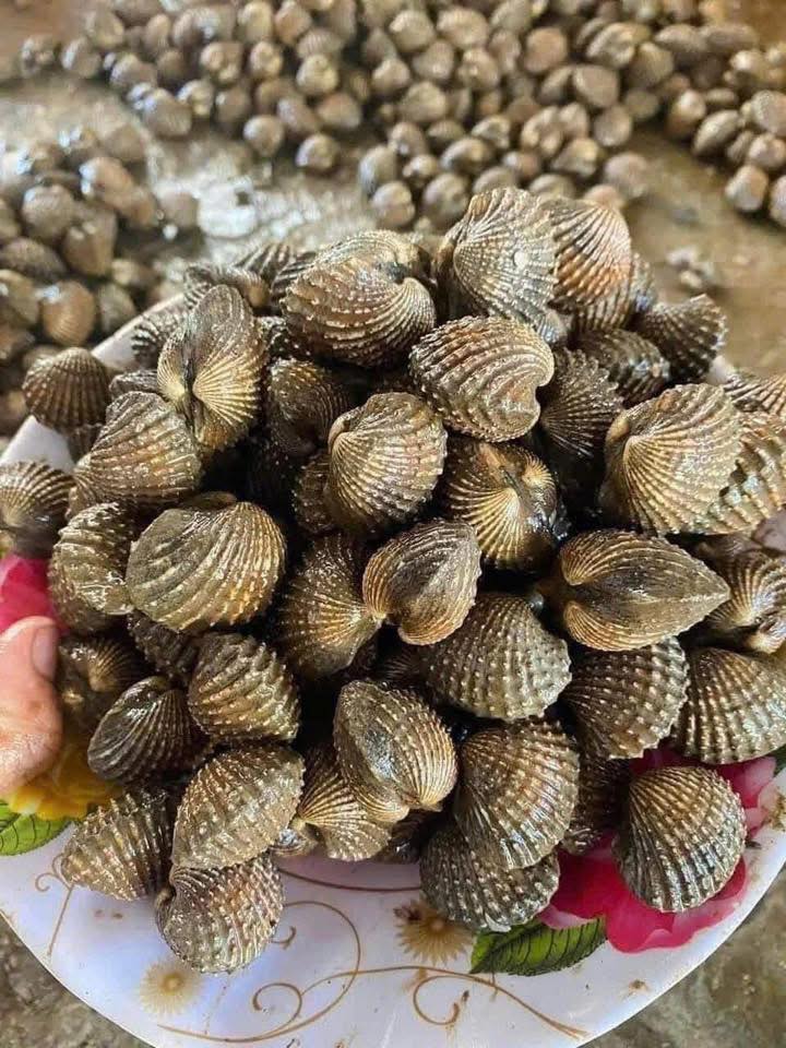 Sò huyết tươi sống giá sỉ