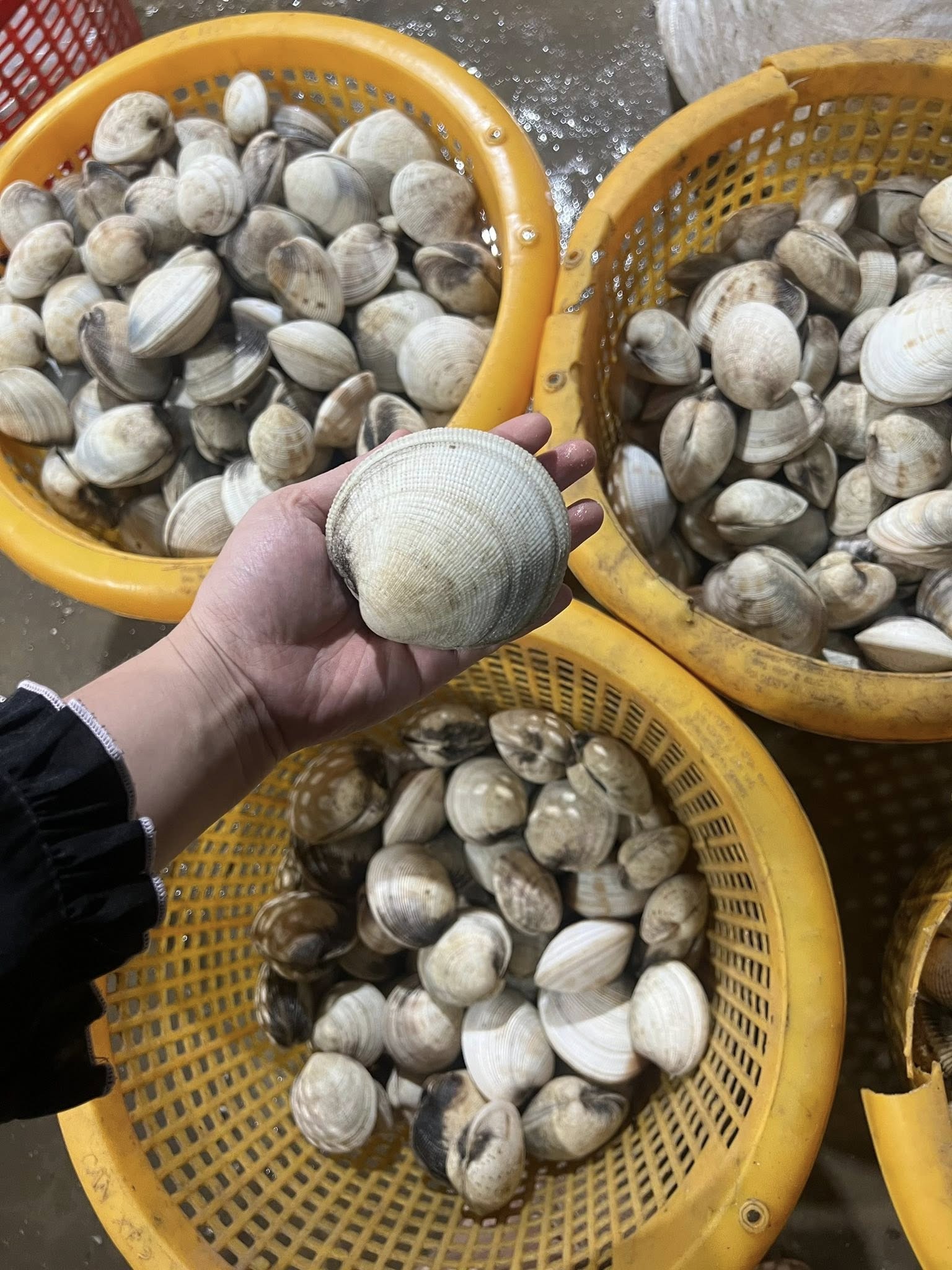 Sò tộ sò chén tươi sống giá sỉ