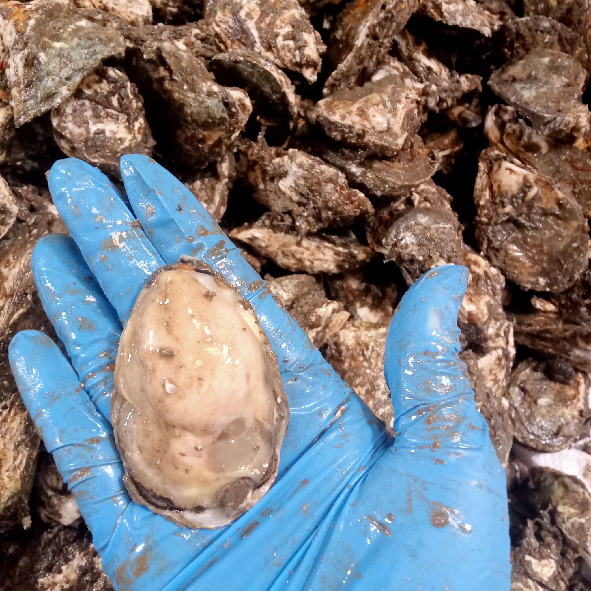 Hàu sữa hào sữa tươi sống giá sỉ