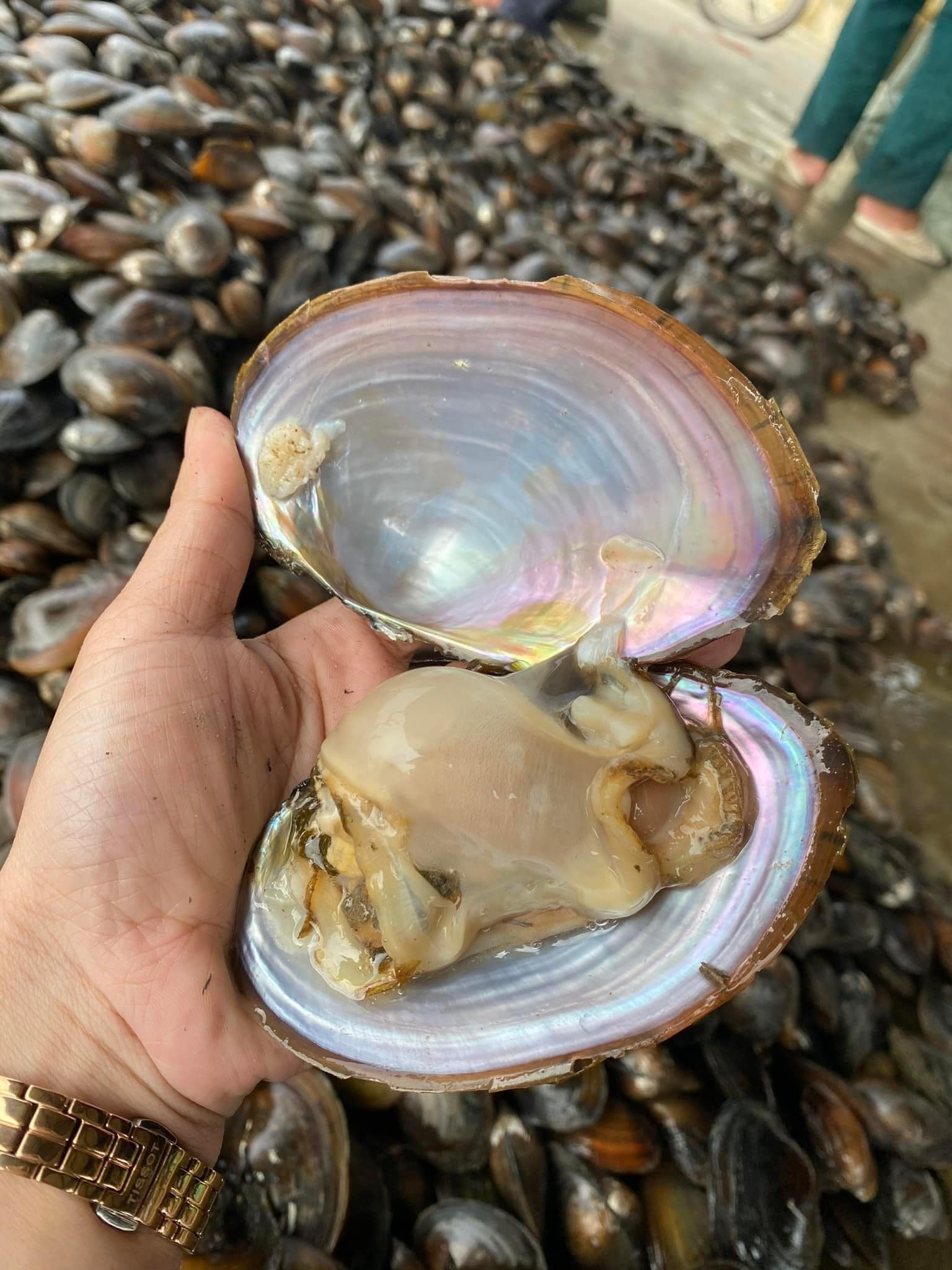 Trai sông sống giá sỉ