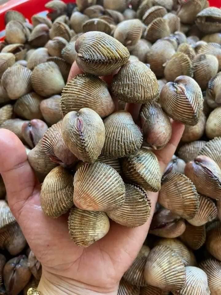 Ngao hai cồi tươi sống giá sỉ