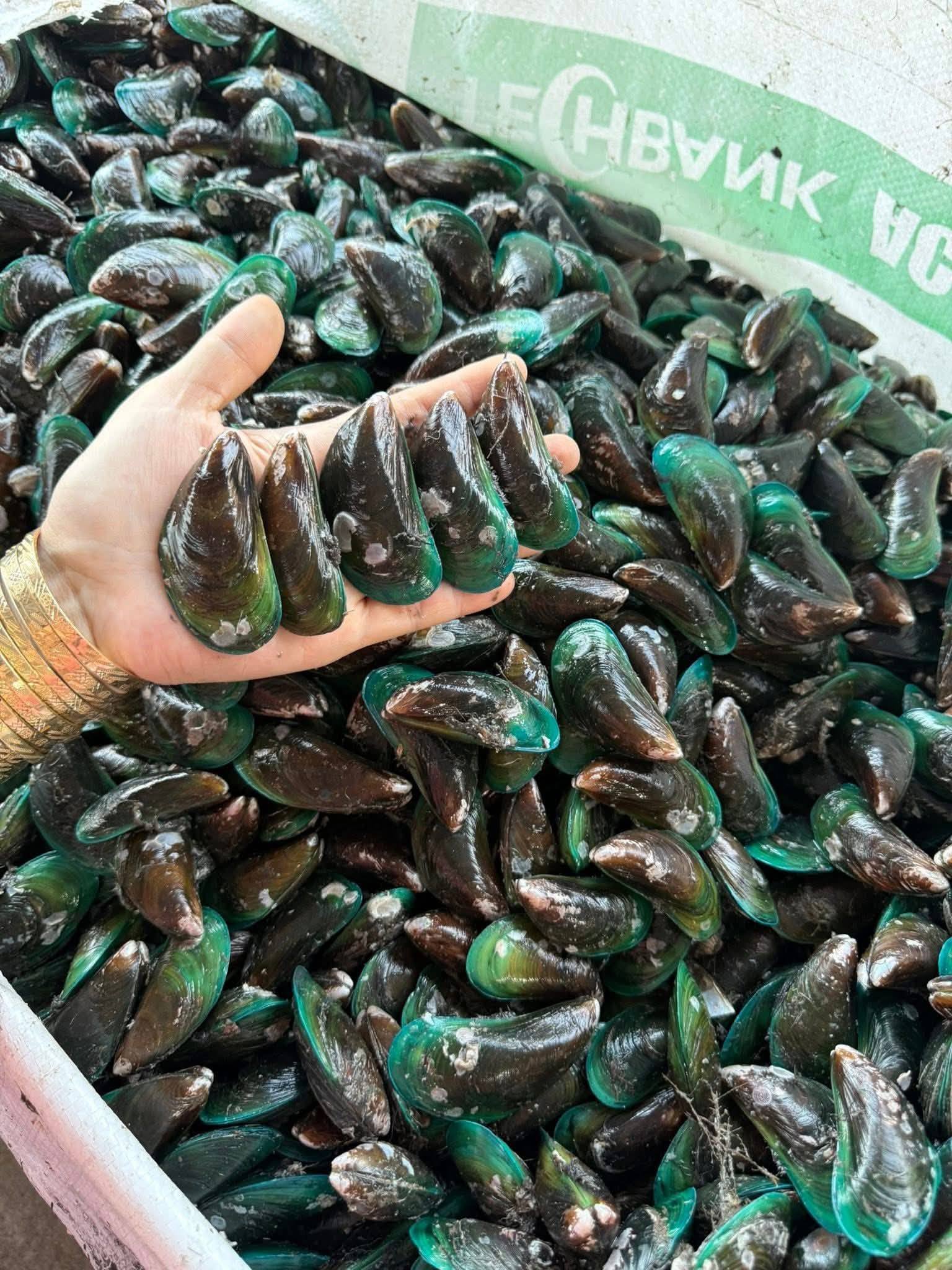 Vẹm xanh đông lạnh giá sỉ