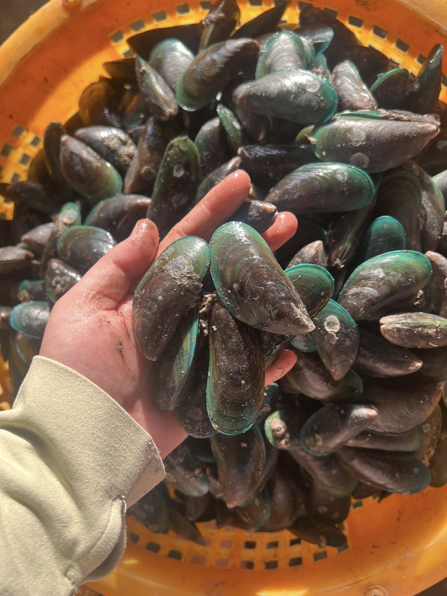 Vẹm xanh tươi sống giá sỉ