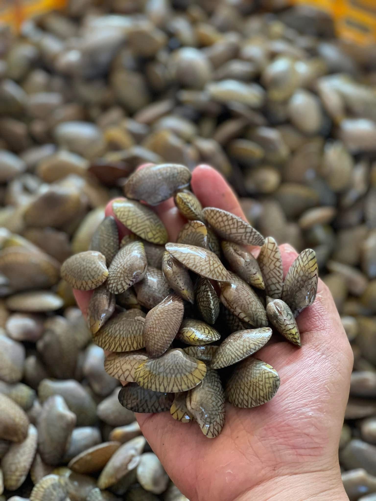 Sò lụa đỏ tươi sống giá sỉ