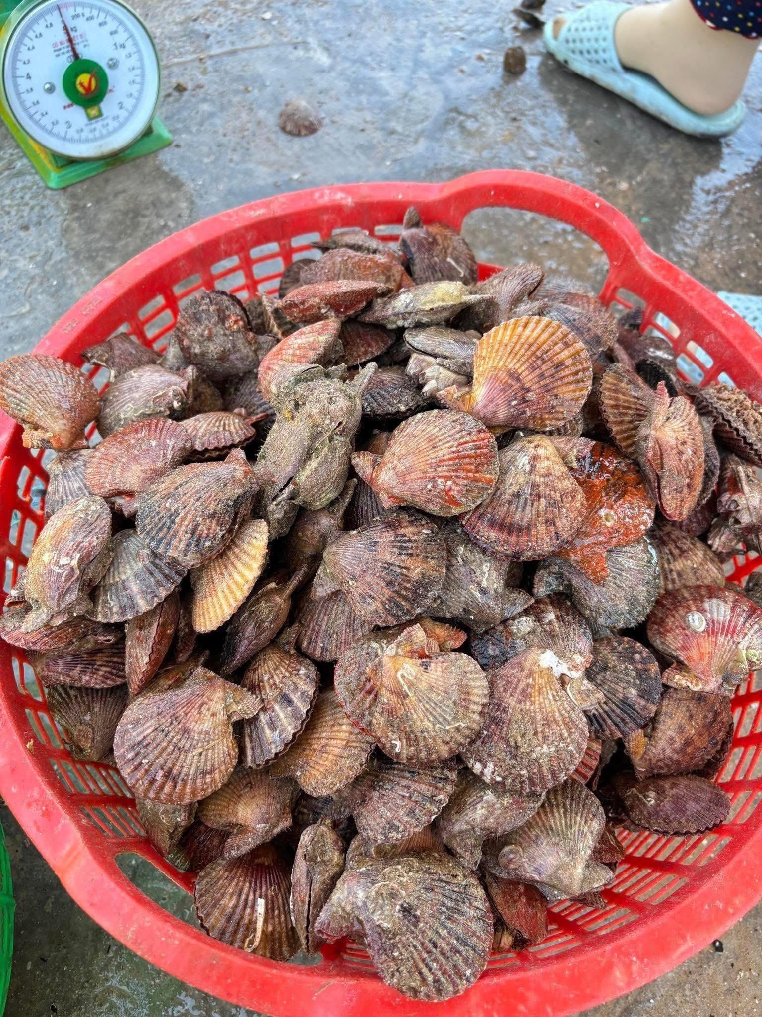 Sò điệp sò quạt tươi sống giá sỉ