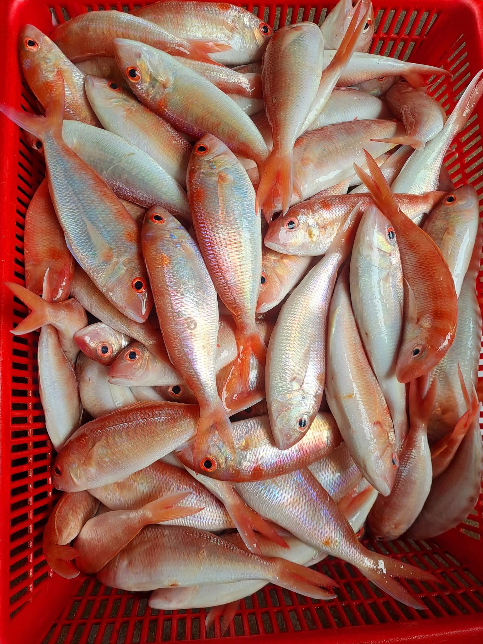 Cá đổng tươi sống giá sỉ