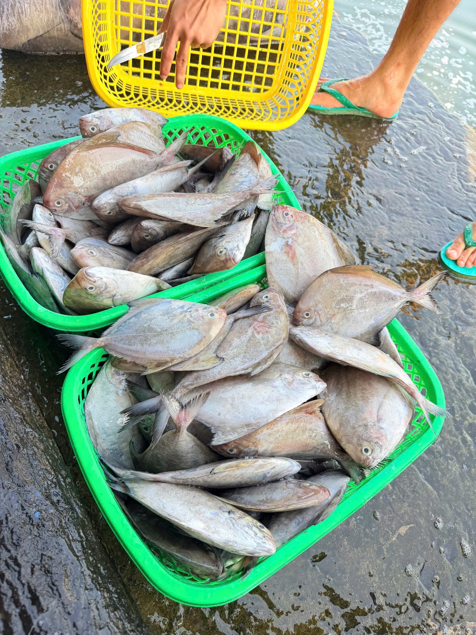 Vựa hải sản tươi sống tại Quận 7 TP.HCM