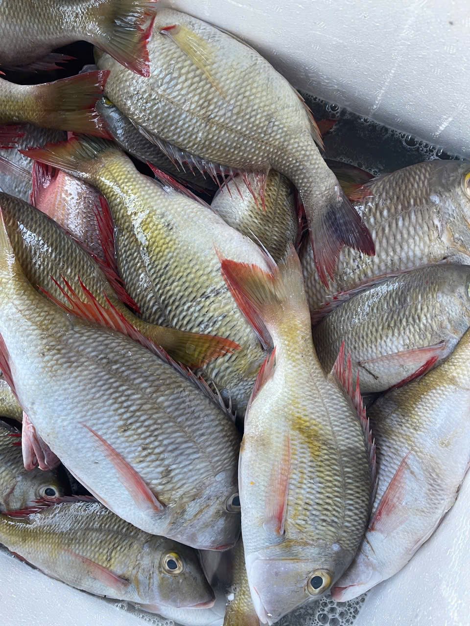 Vựa hải sản tươi sống tại Quận 8 TP.HCM