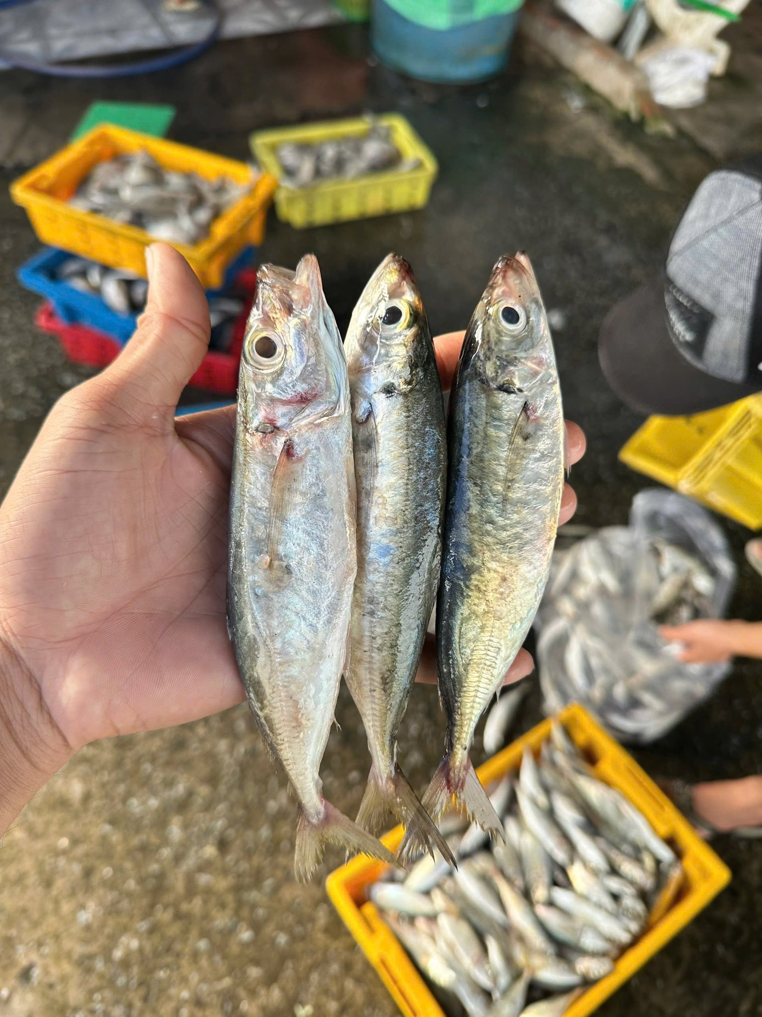 Vựa hải sản tươi sống tại Quận 11 TP.HCM