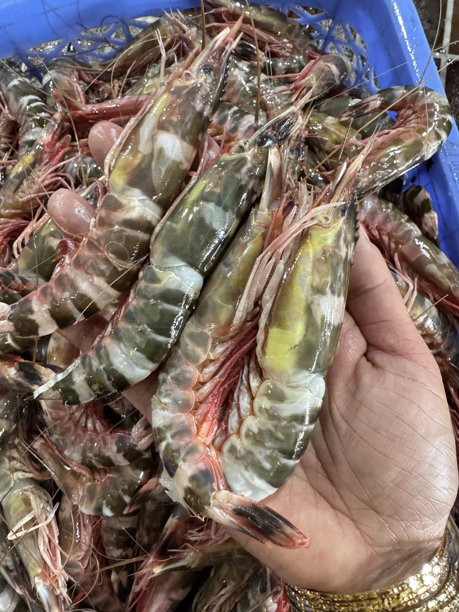 Vựa hải sản tươi sống tại Bình Chánh TP.HCM