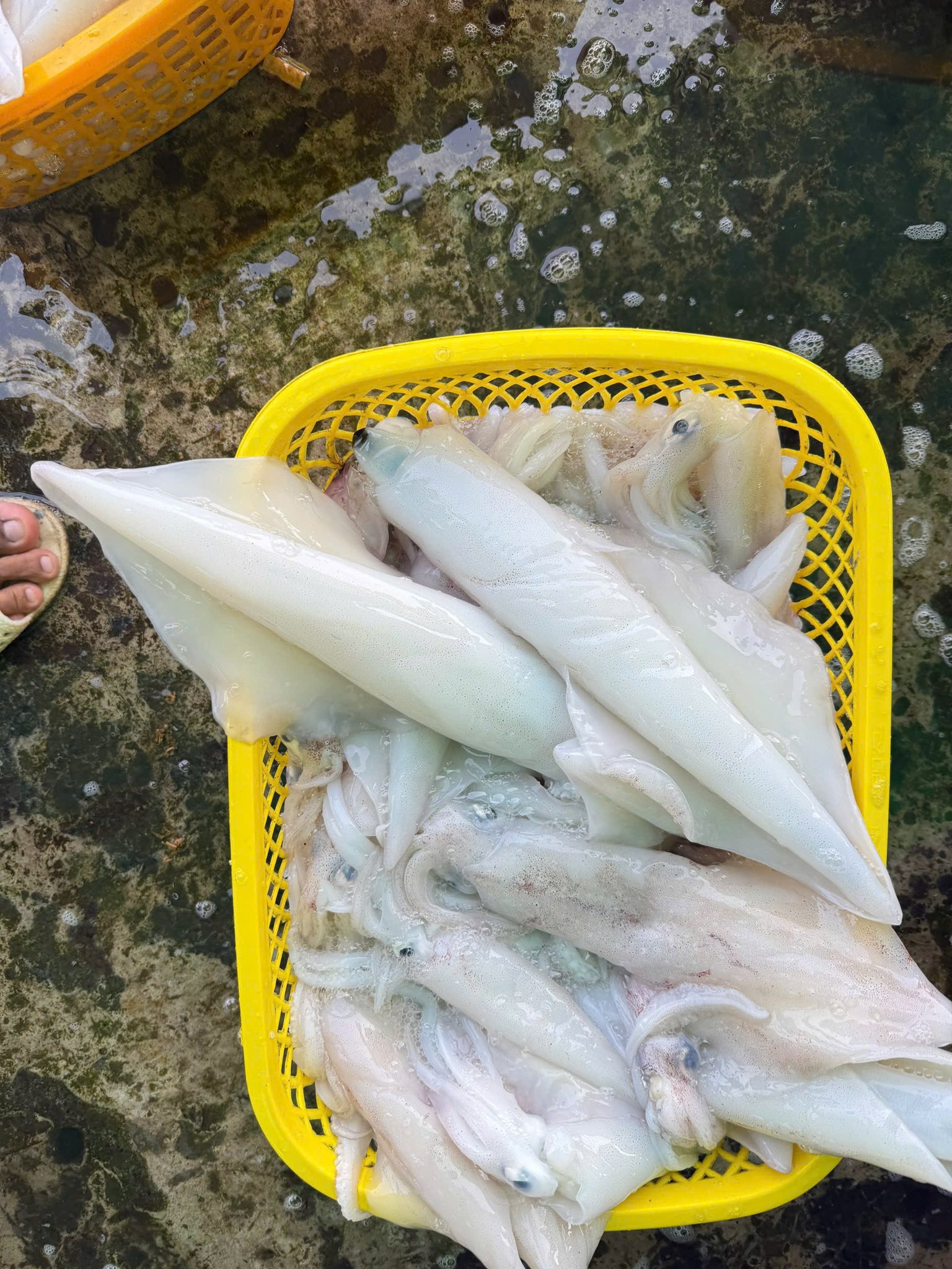 Vựa hải sản tươi sống tại TP. Thủ Đức