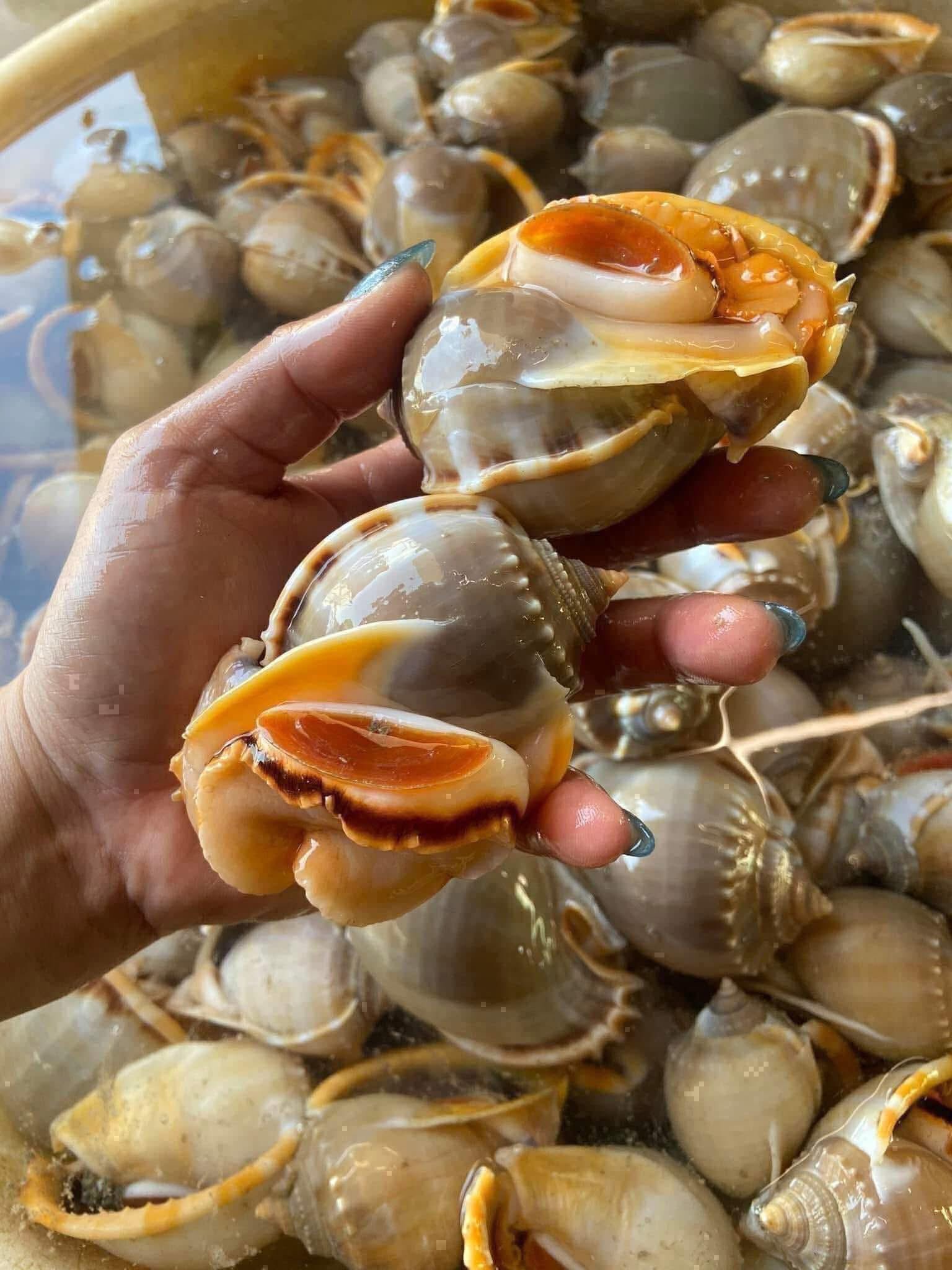 Nghêu sò hải sản