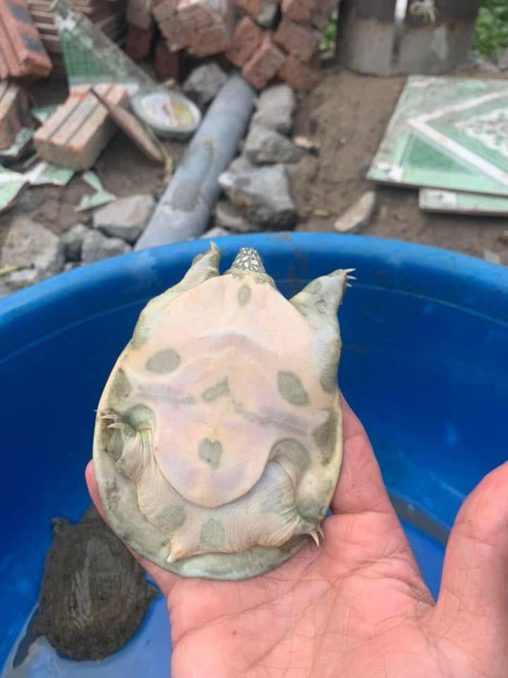 Ba ba đóng gói vận chuyển