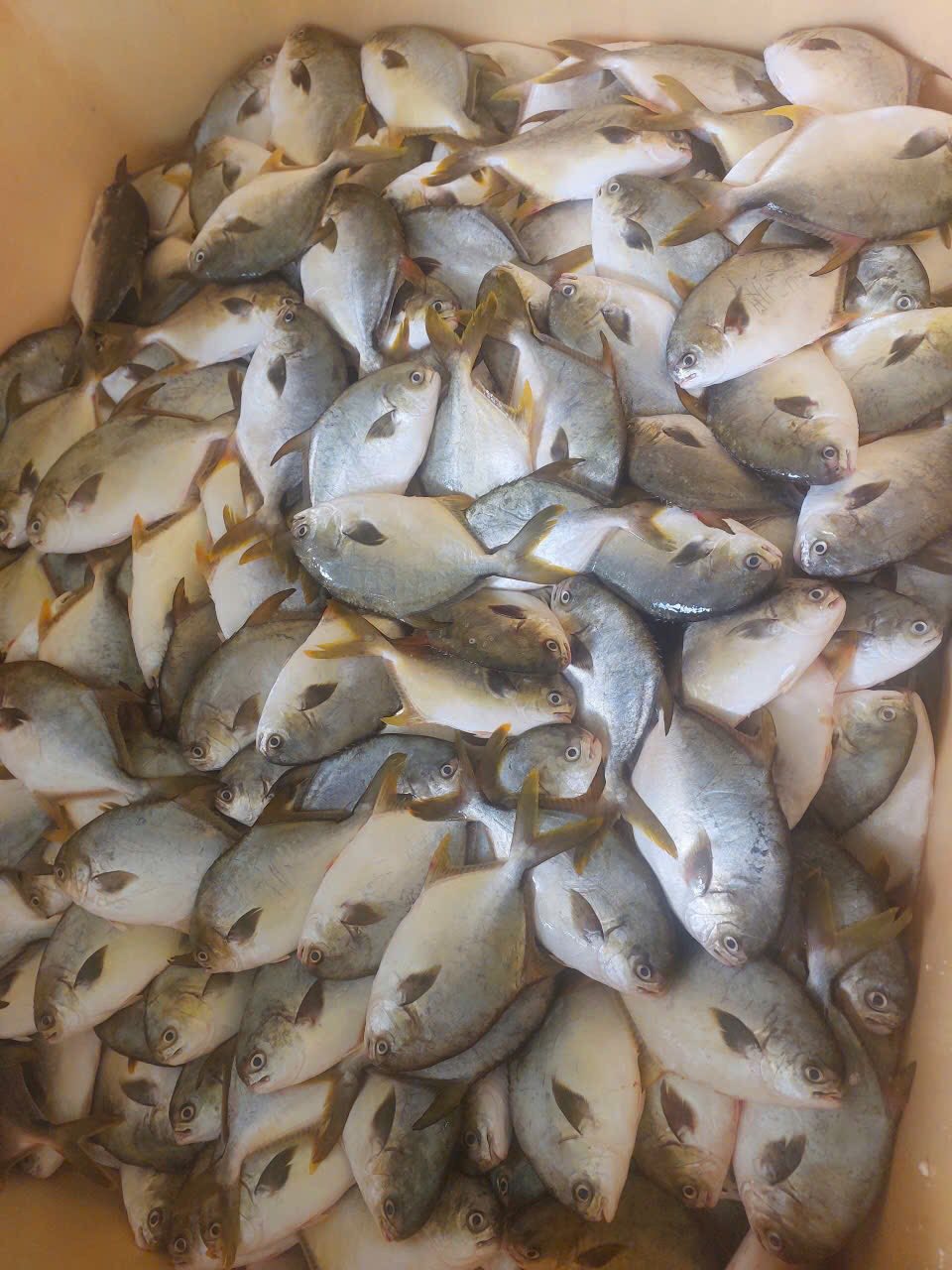 Cá biển đông lạnh