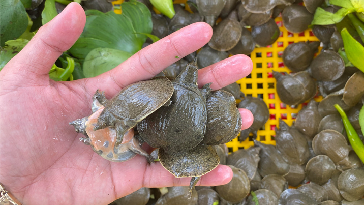 Ba ba phóng sanh khỏe mạnh