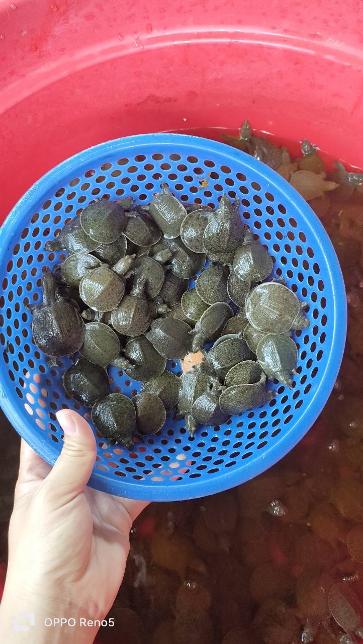 Ba ba giống size nhỏ