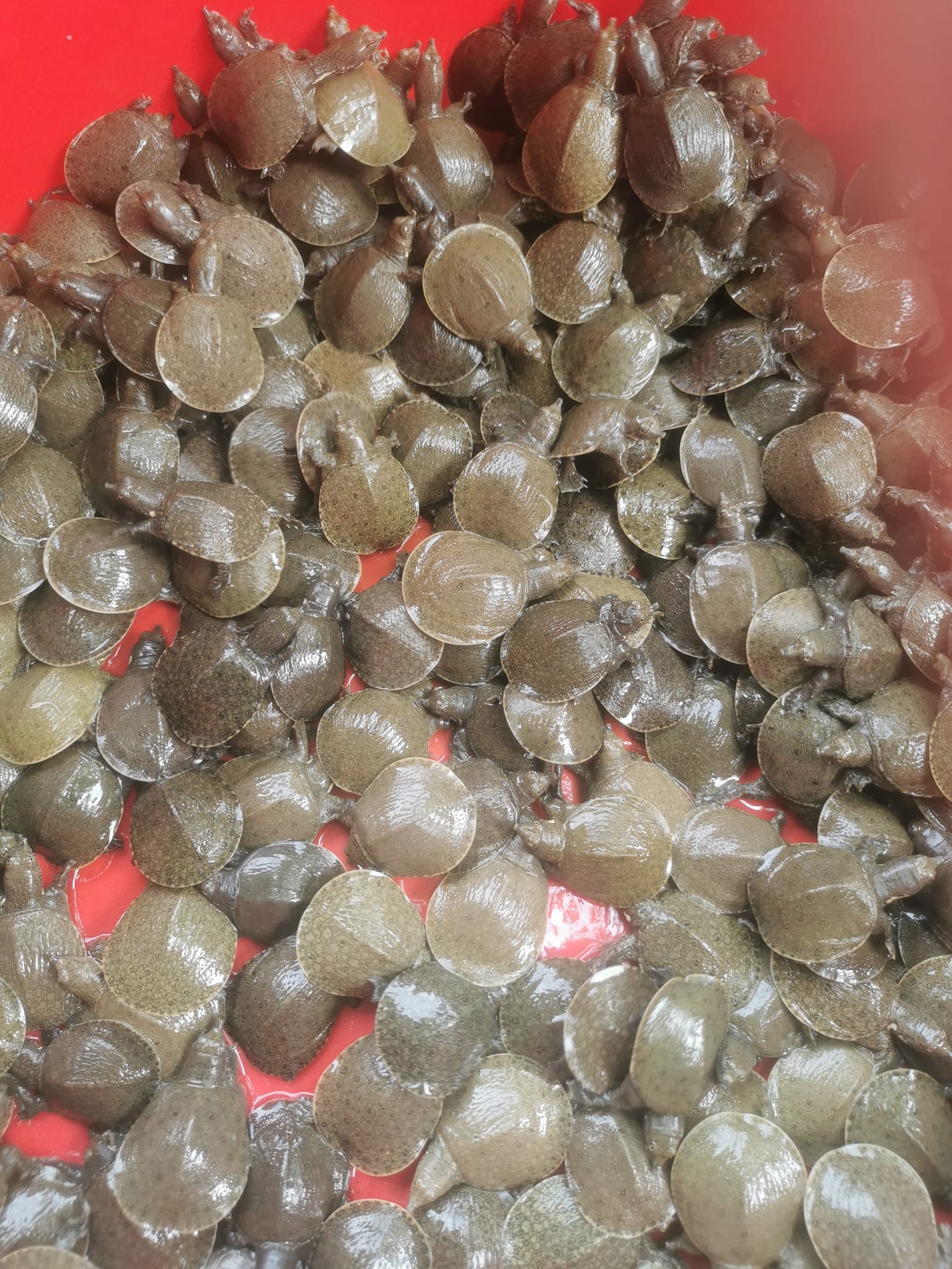 Ba ba giống size trung