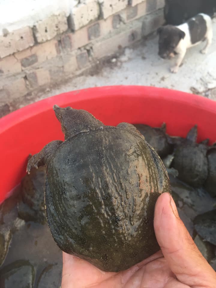 Ba ba giống size lớn