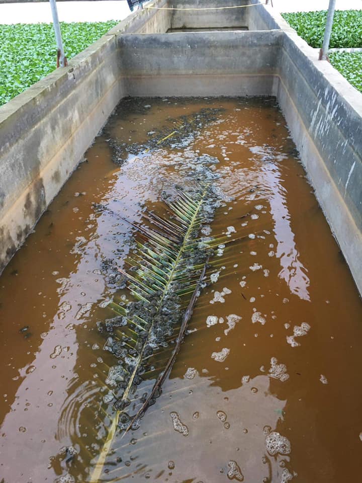 Ba ba phóng sanh thả về môi trường tự nhiên