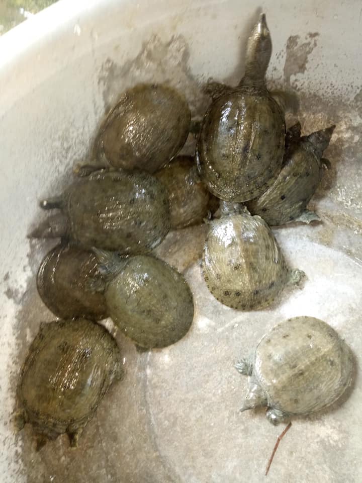 Chọn ba ba phóng sanh khỏe mạnh