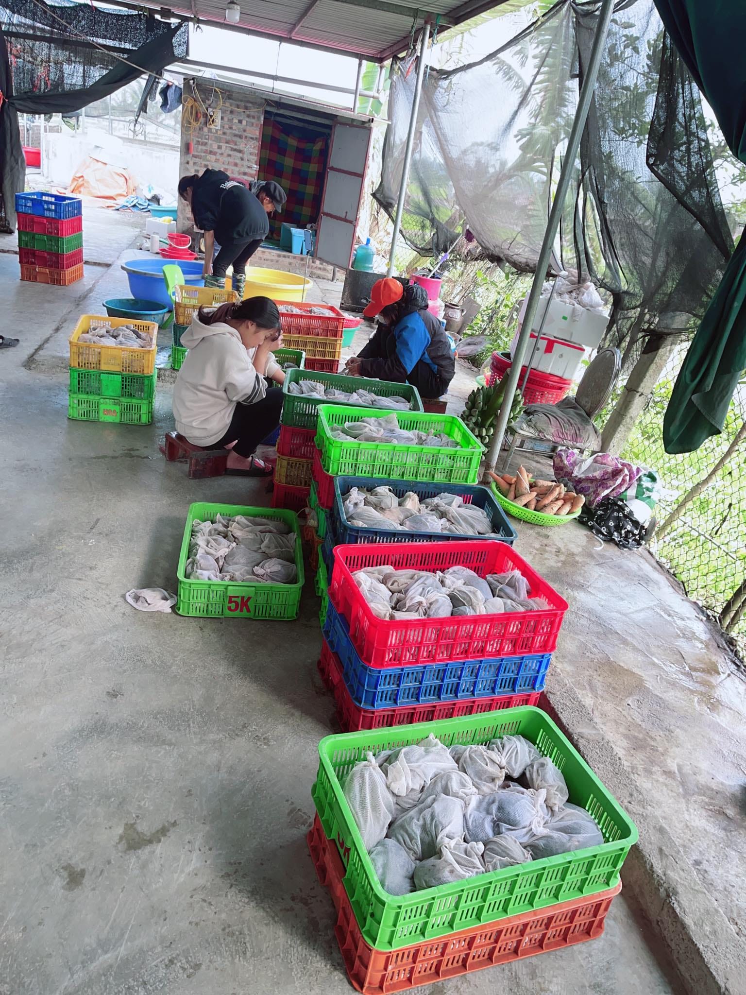 Đóng gói ba ba phóng sanh vận chuyển