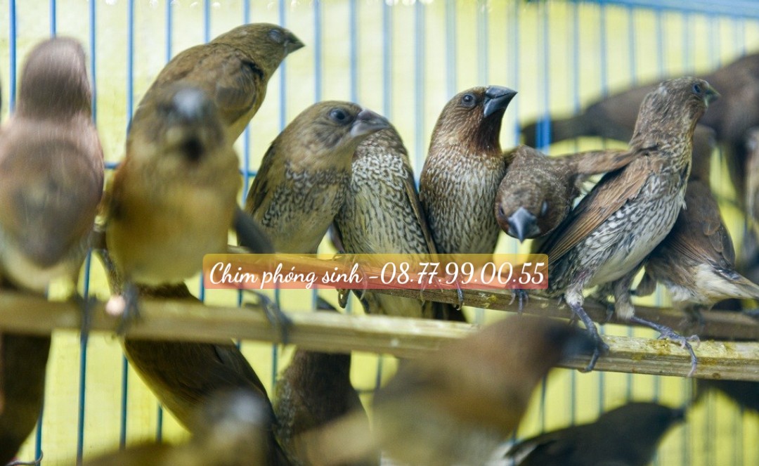 Chim sẻ phóng sinh