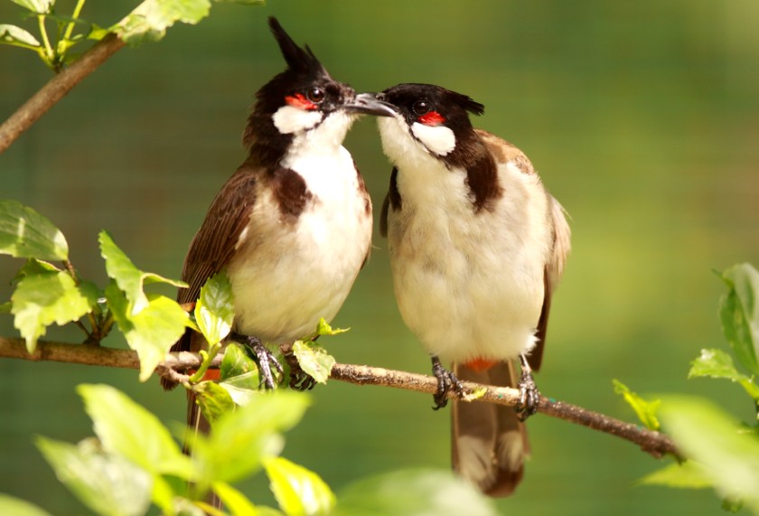 Chim chào mào phóng sinh
