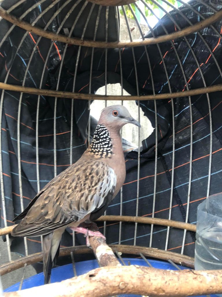 Chim cu gáy phóng sinh