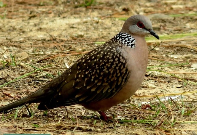 Chim cu đất phóng sinh