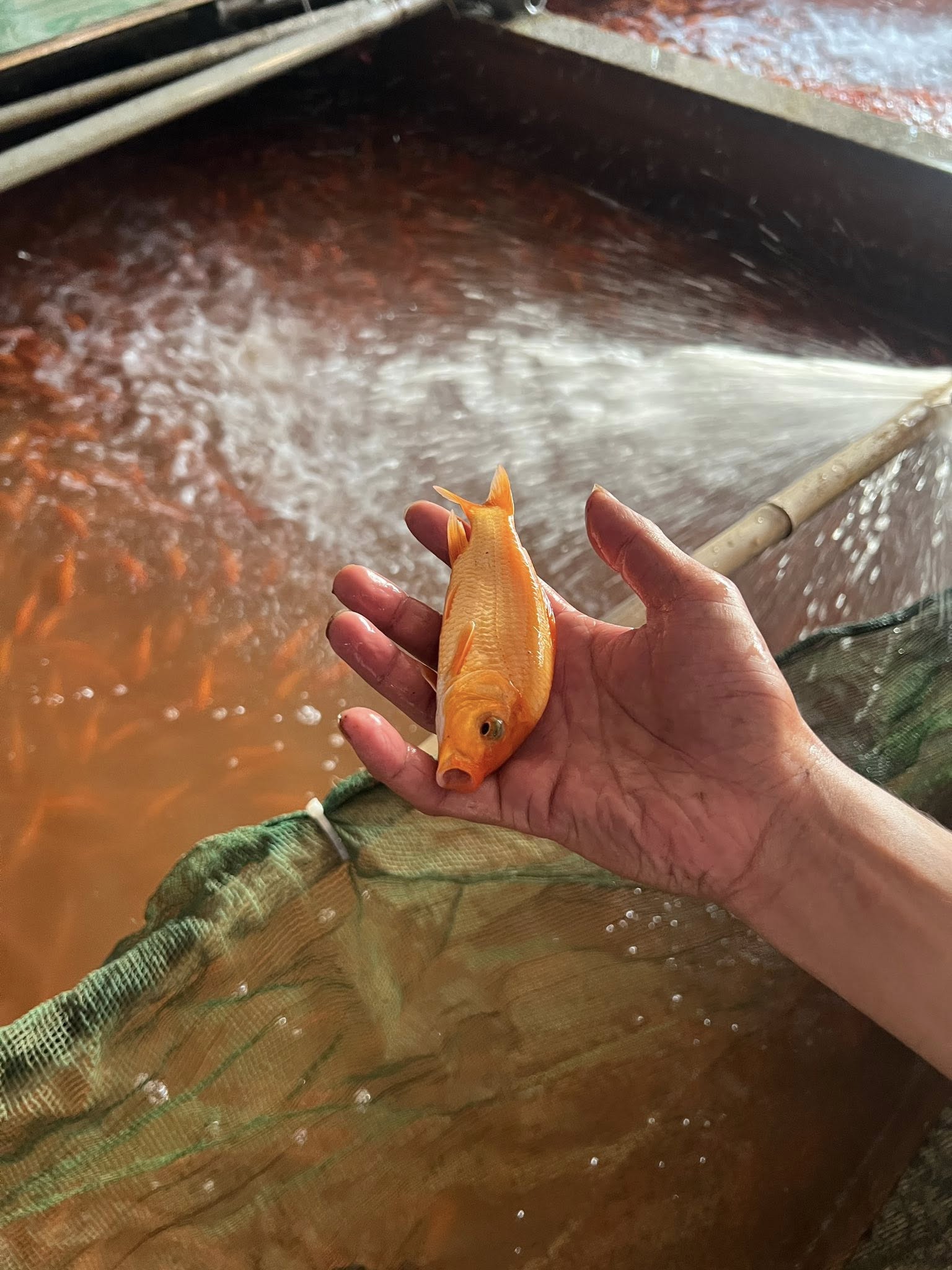 Cá phóng sanh tại TP.HCM