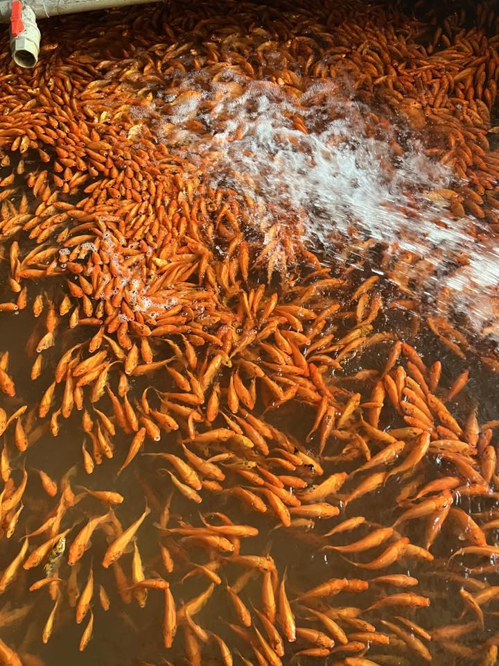 Cá chép phóng sanh